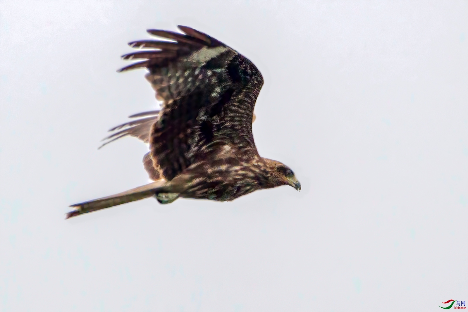 IMG_3890a.jpg