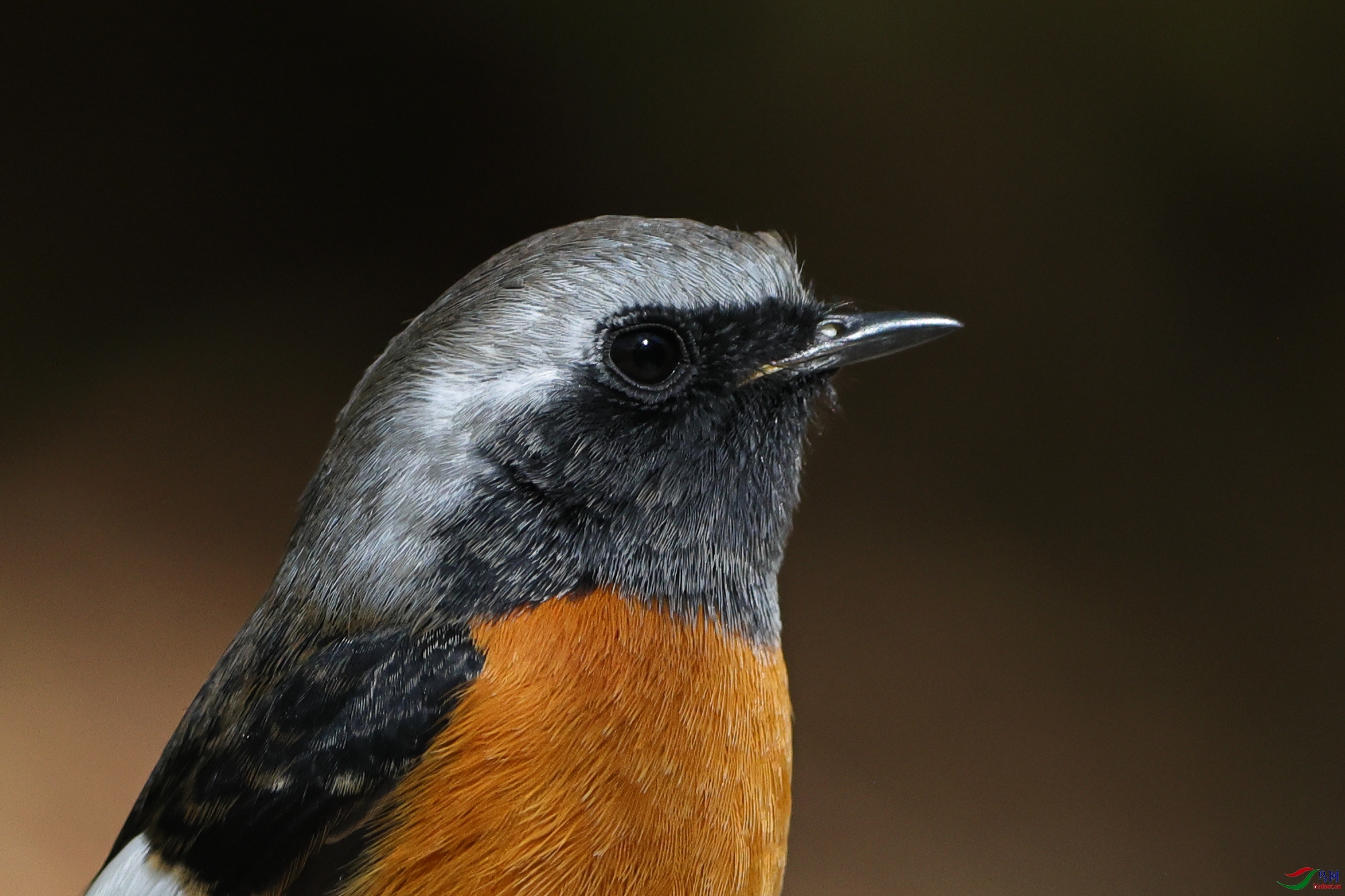 北红尾鸲100%-�