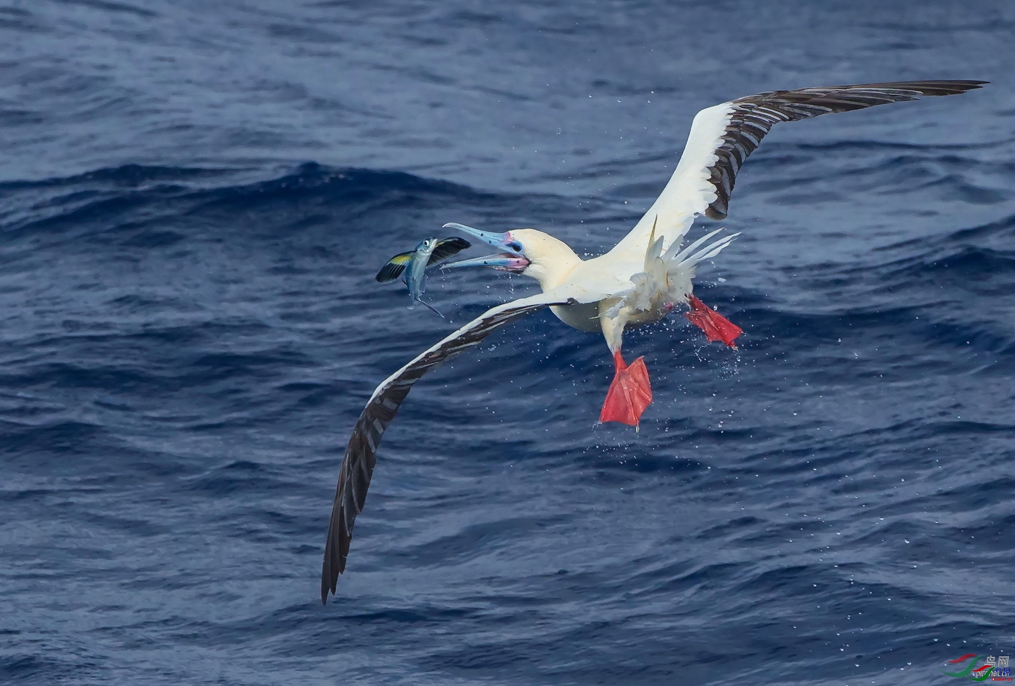 ��ʯ  ��ʦ����.jpg