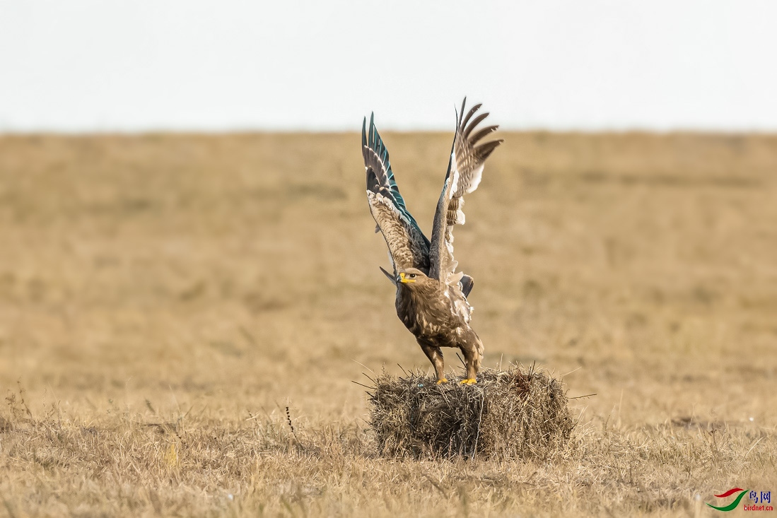 չ������