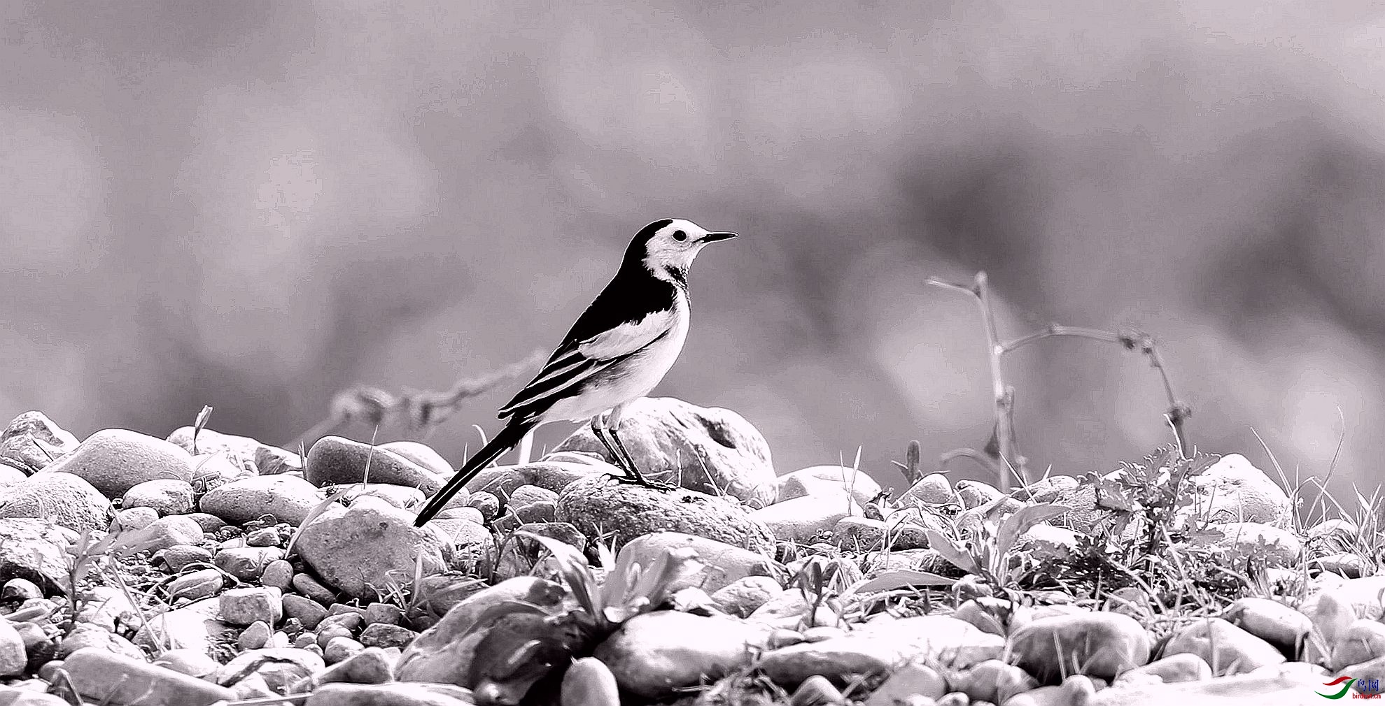 202 白鹡鸰_副本黑白片.jpg