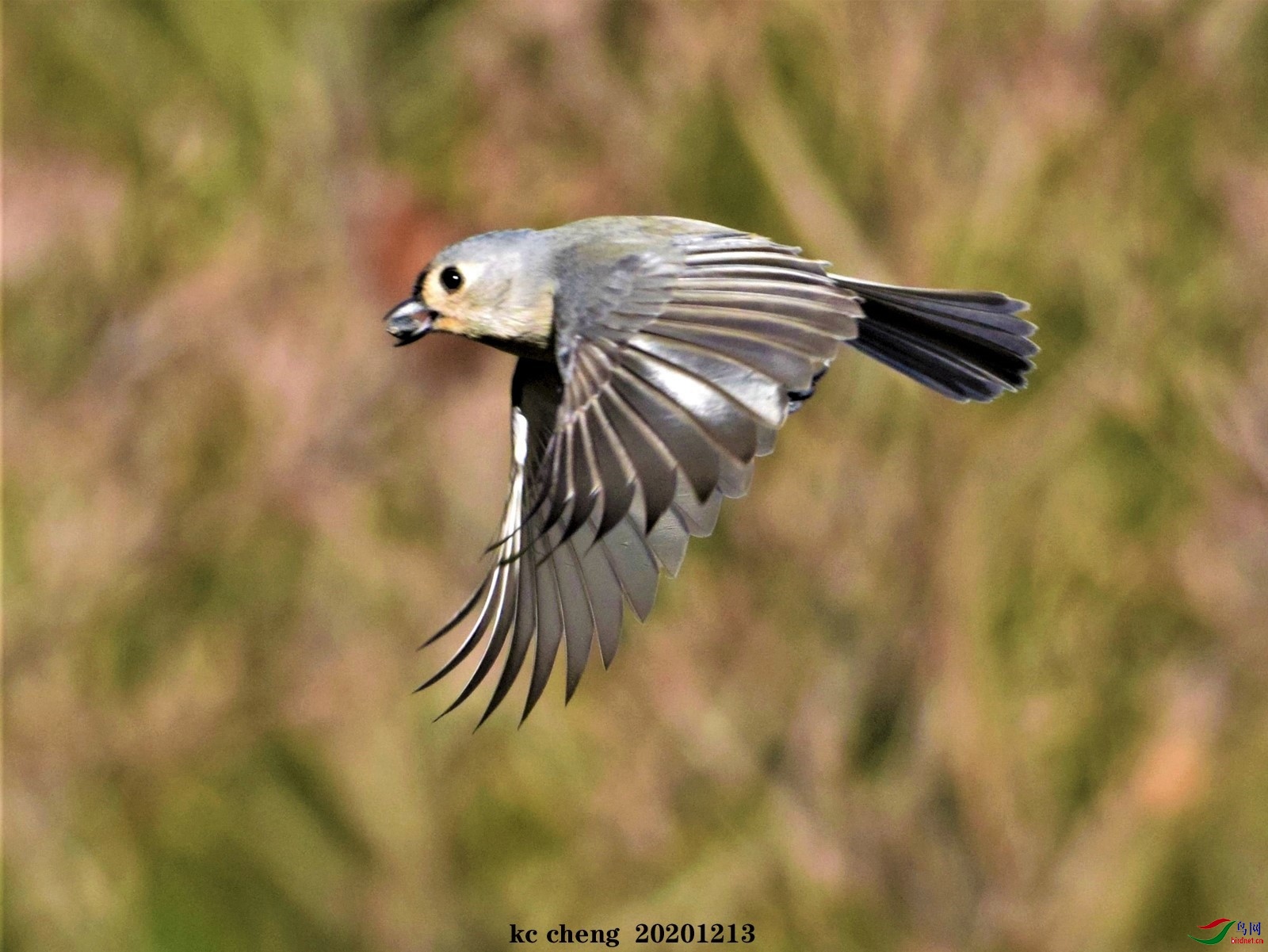 凤头山雀飞行中