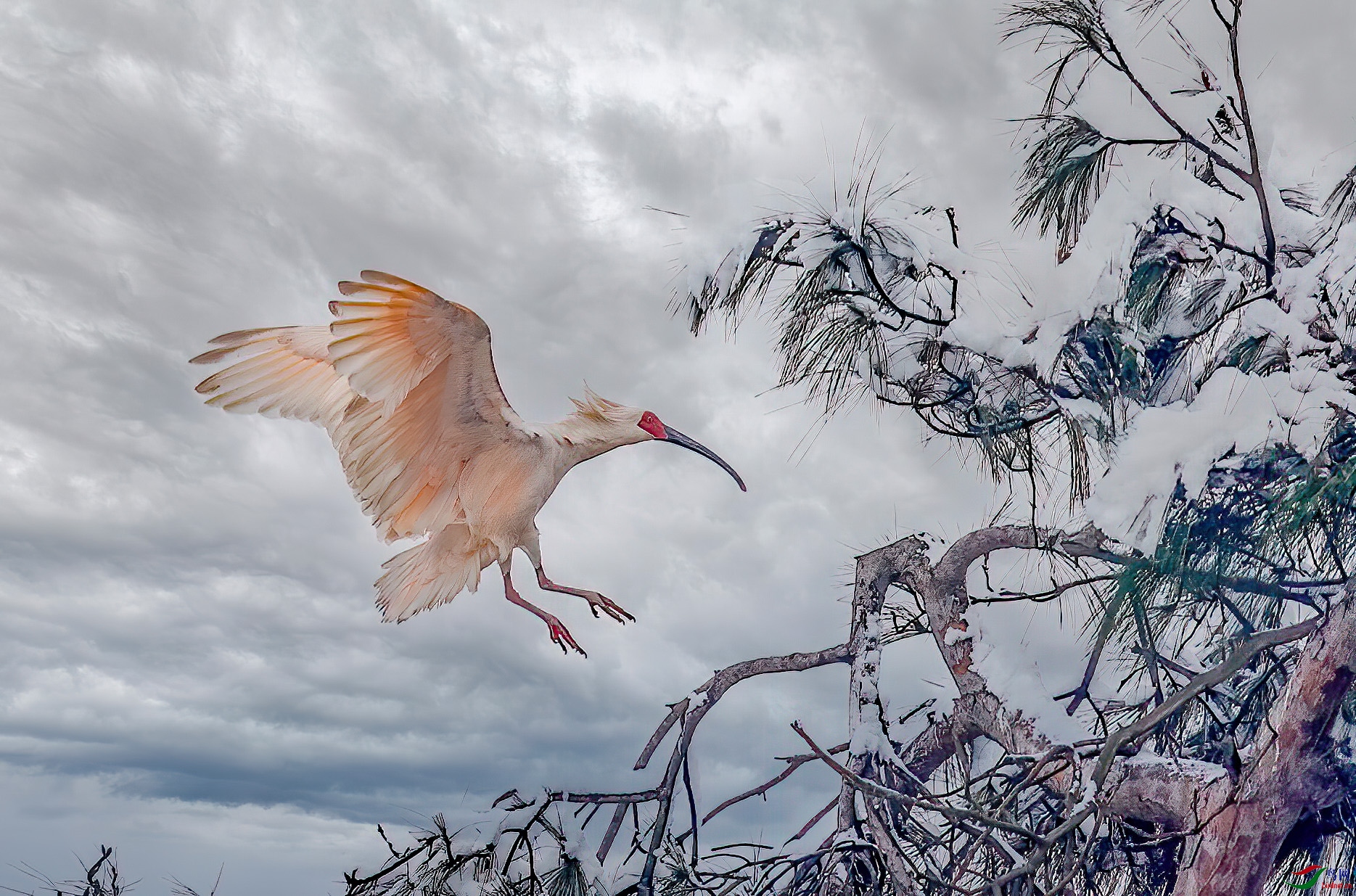 朱鹮岂畏白雪寒