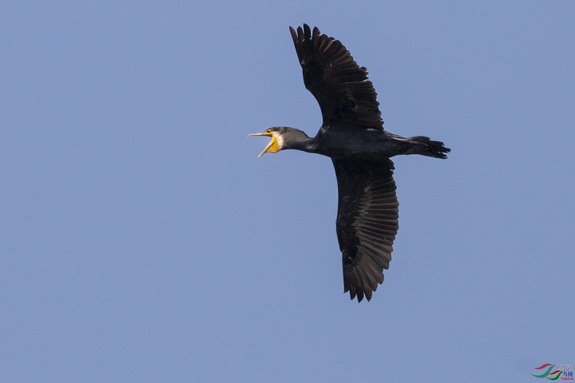 野芒 老师拍摄于辽宁省盘锦市.jpg