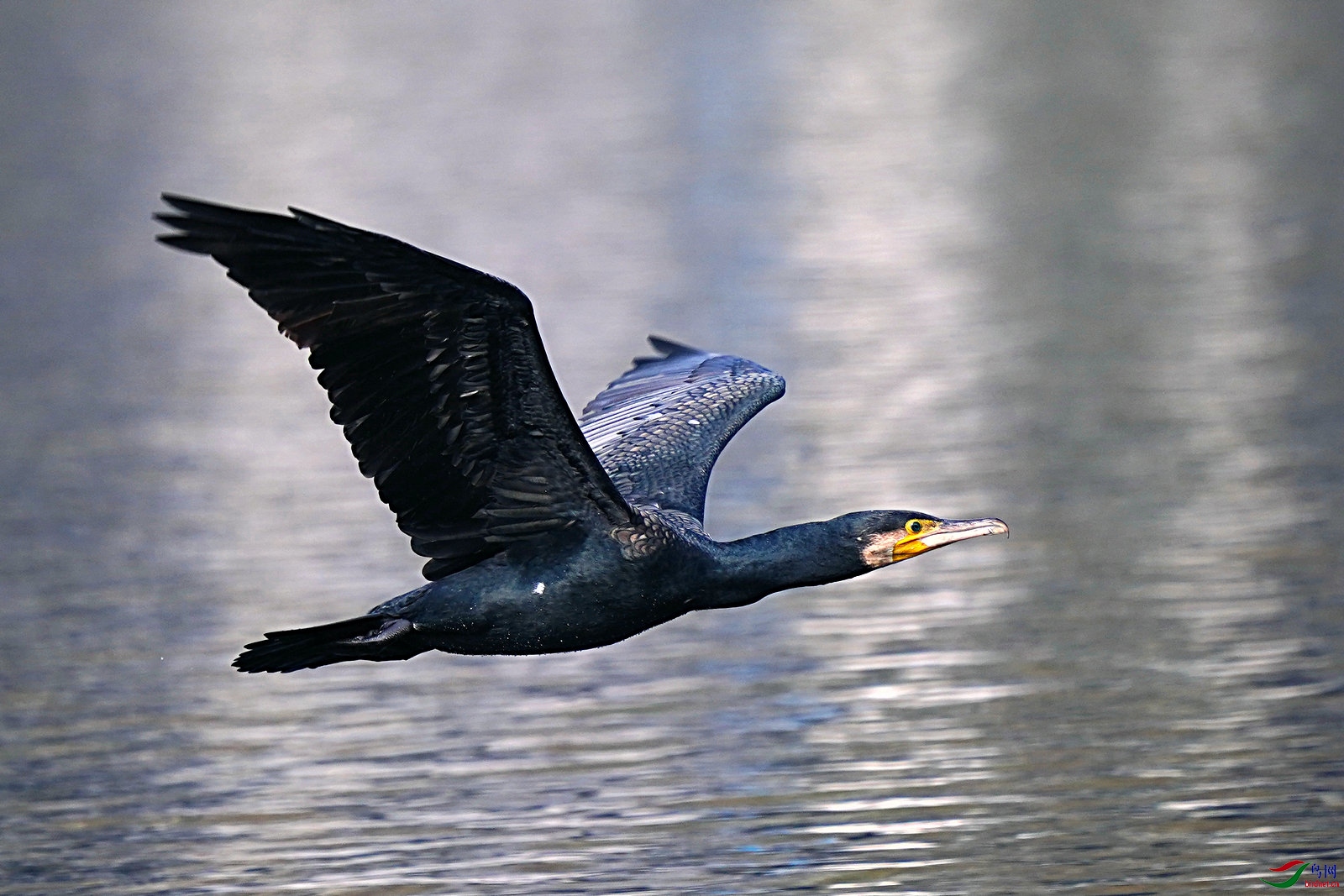 鸬鹚的飞行