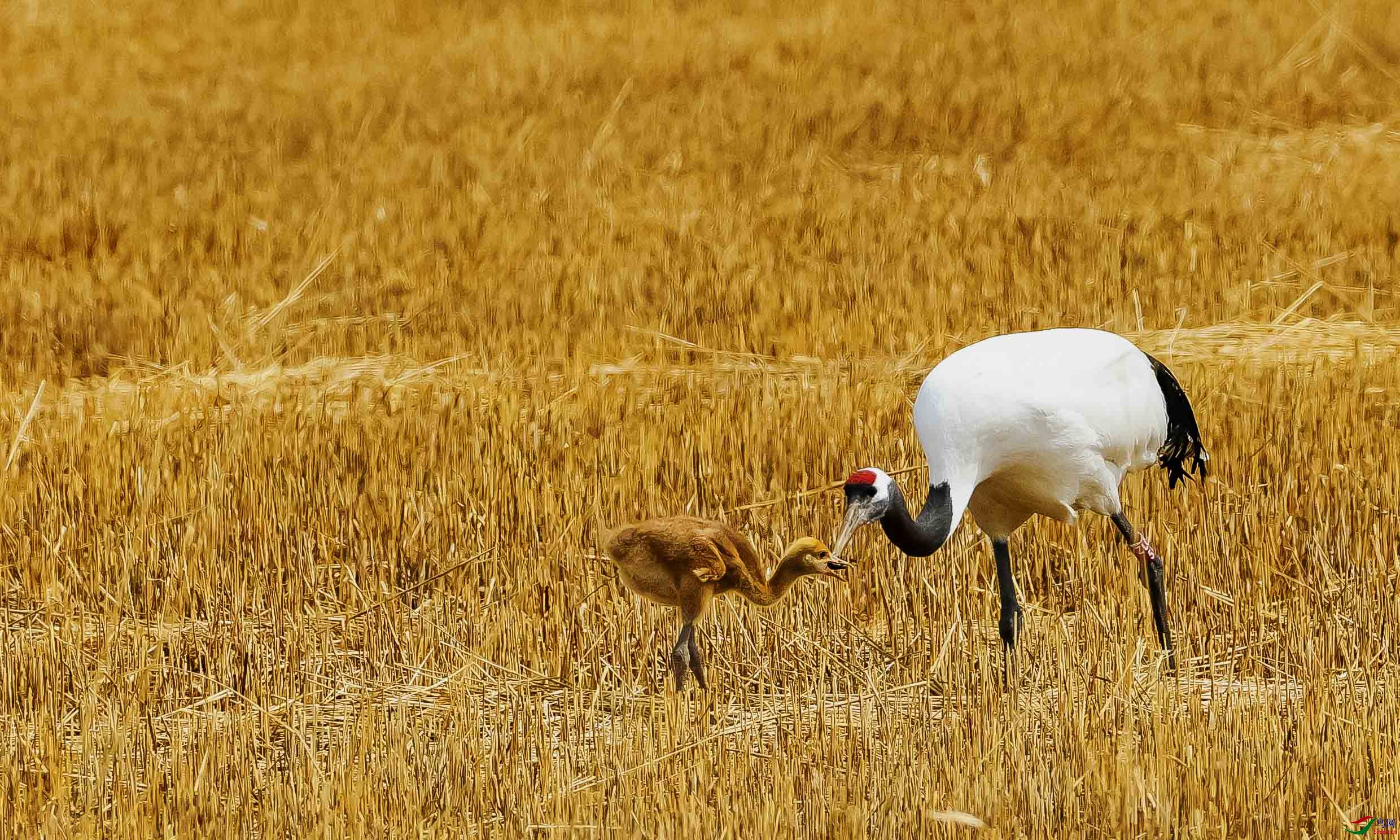 _DSC14026.jpg