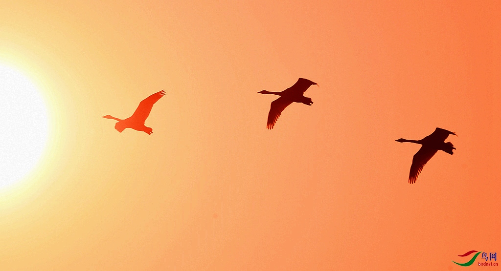 ����̫��