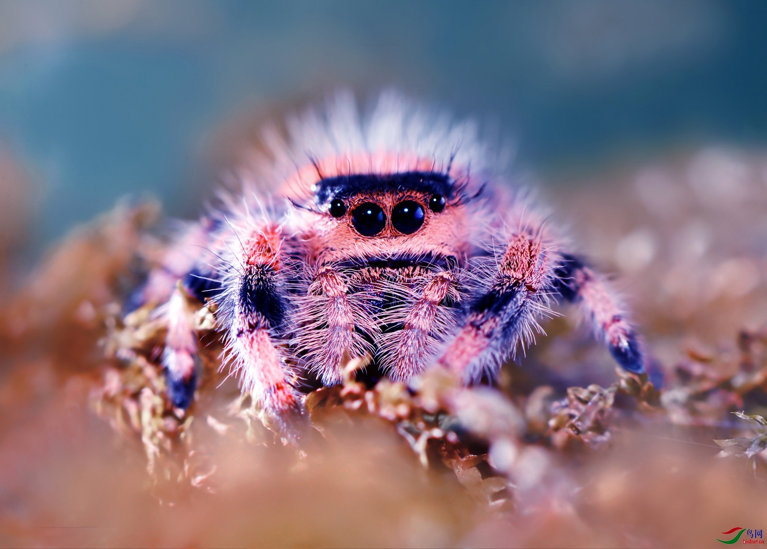 DSC_1664 ��������.jpg