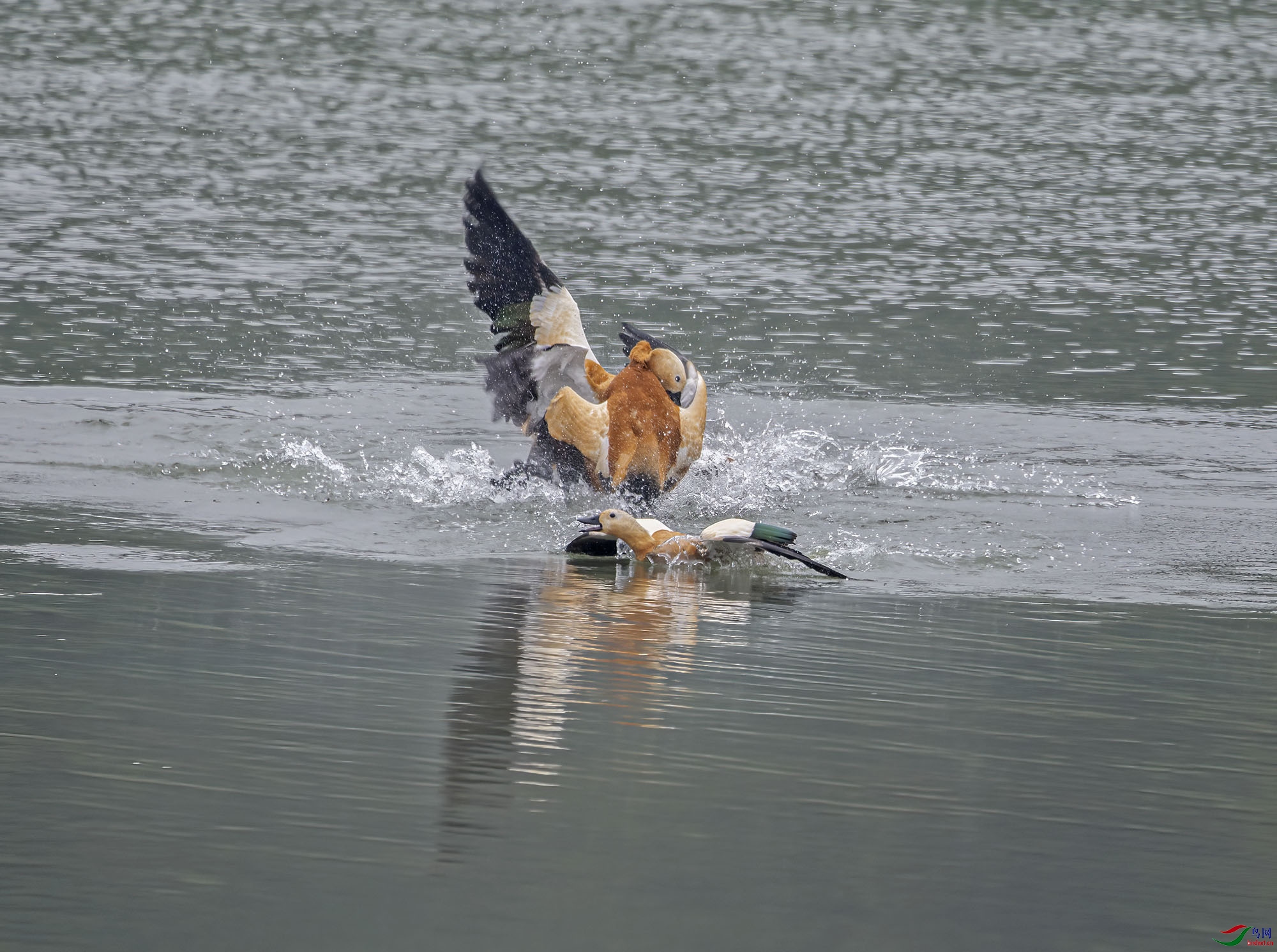 ����ӵ��