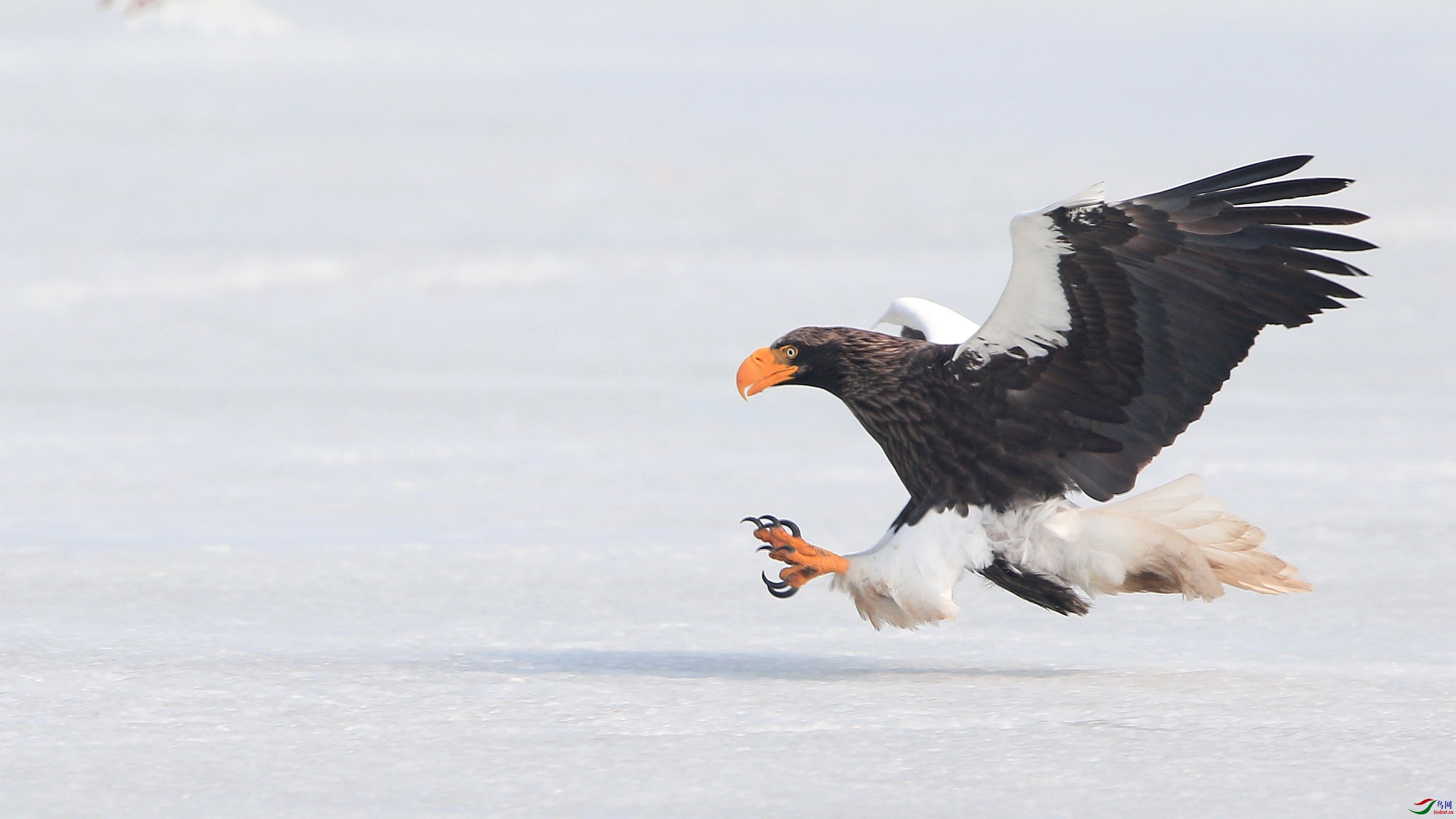 虎头海雕的英姿