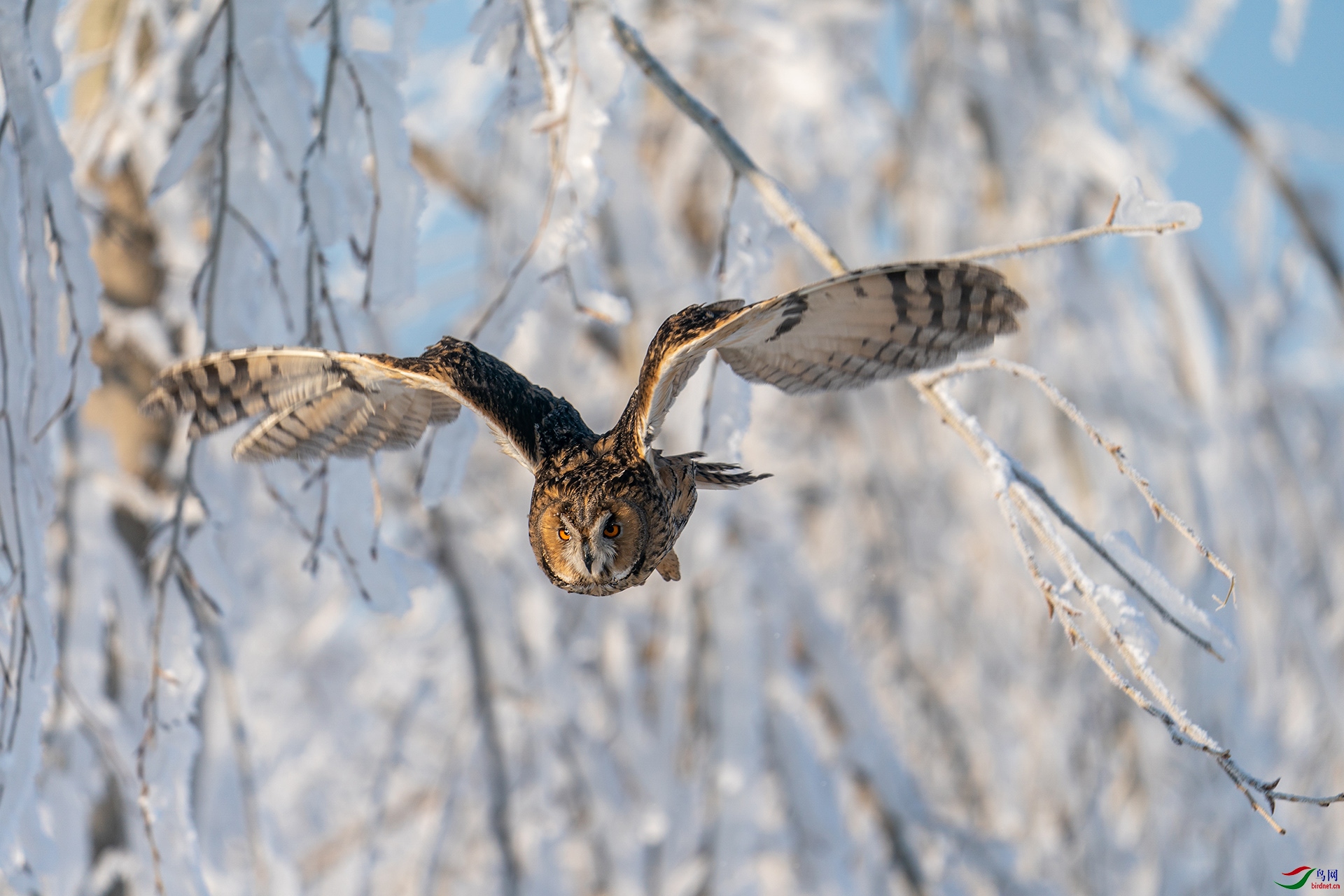 �ͺţ�Alpha 9 II����ͷSEL200-600G����Ȧ��f6,3�����ţ�1600���й⣺250�����ࣺ400���عⲹ��+1