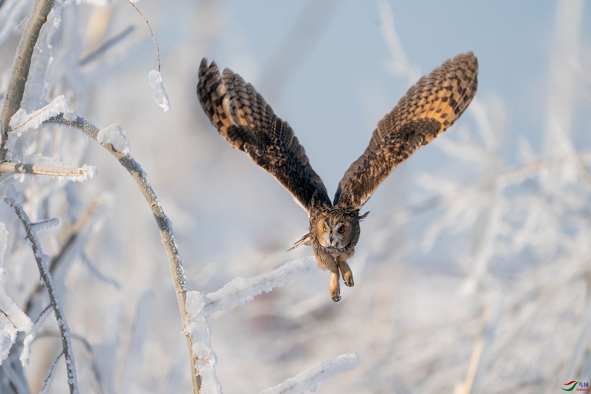 �ͺţ�Alpha 9 II����ͷSEL200-600G����Ȧ��f6,3�����ţ�1600���й⣺250�����ࣺ400���عⲹ��+1