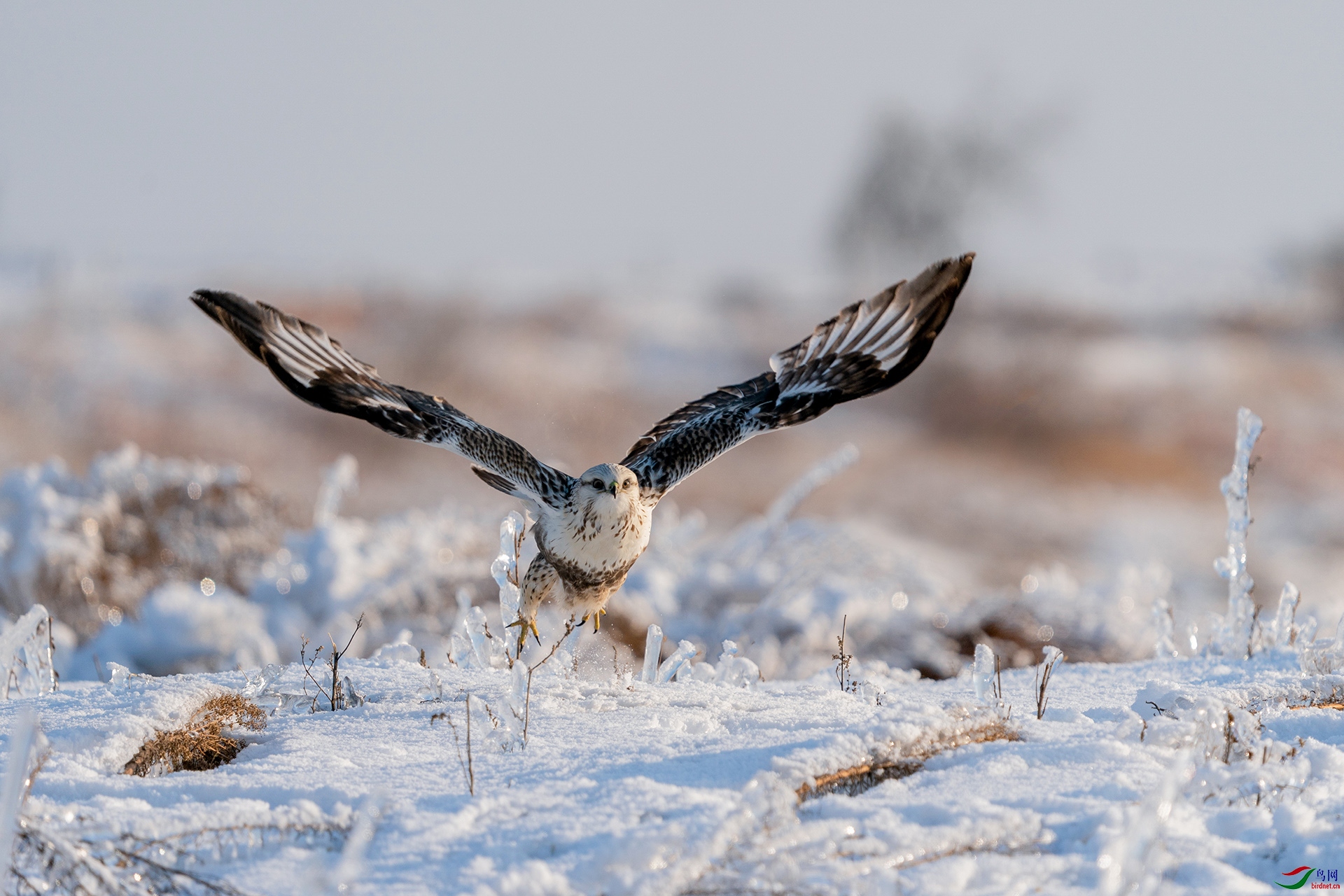 �ͺţ�Alpha 9 II����ͷSEL200-600G����Ȧ��f6,3�����ţ�1600���й⣺320�����ࣺ400���عⲹ��+1