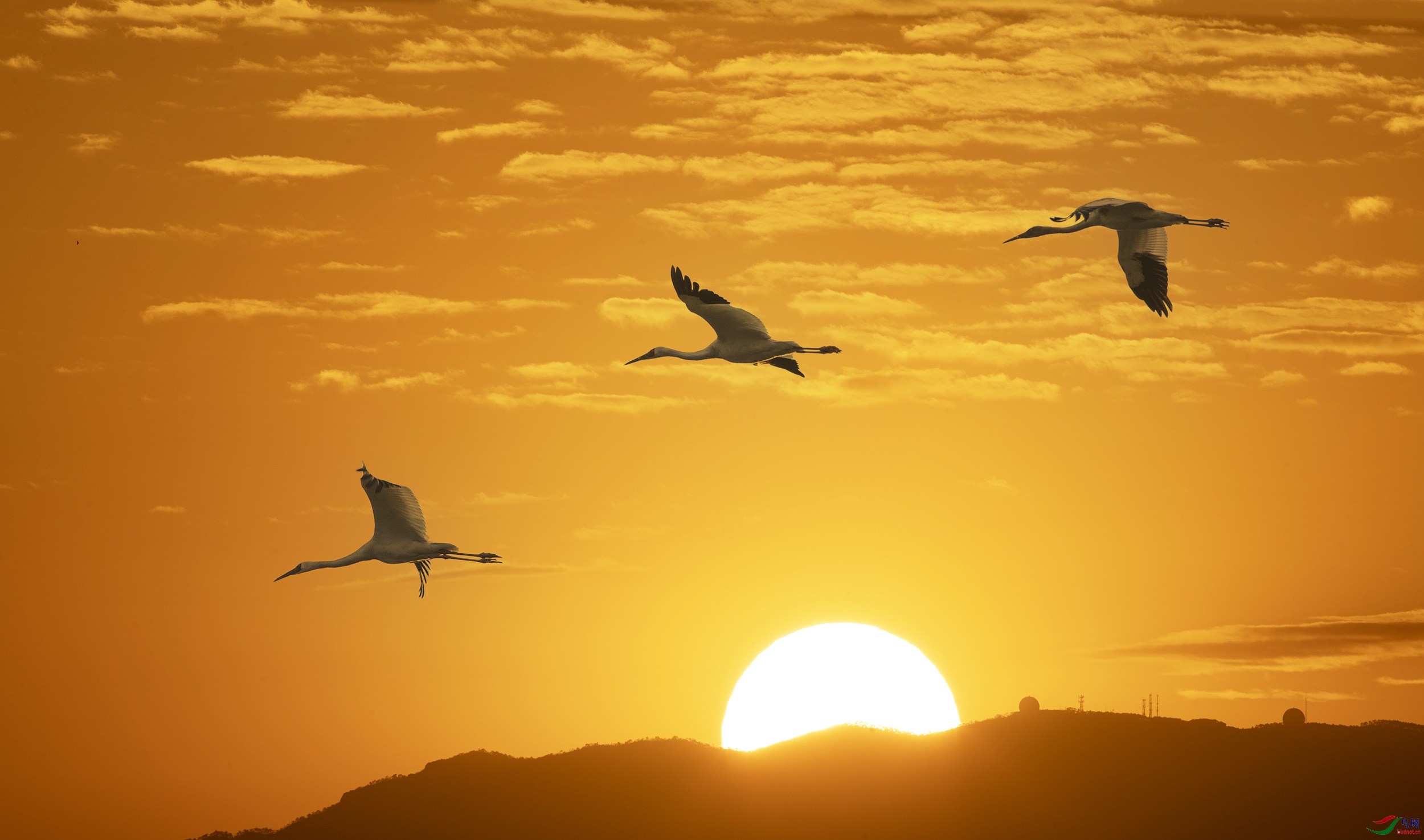 一家三口迎朝阳――――白鹤