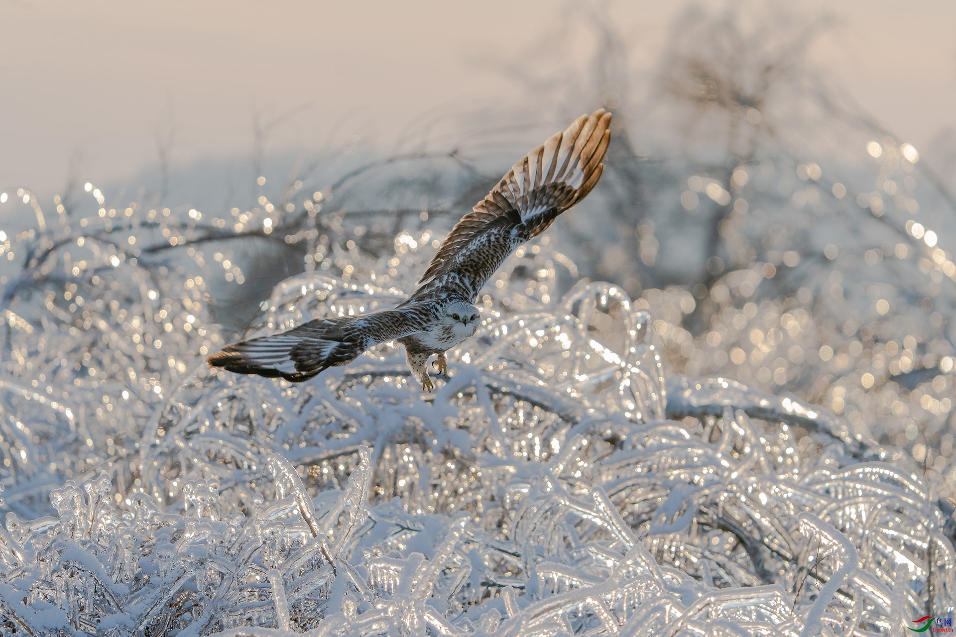 �ͺţ�Alpha 9 II����ͷSEL200-600G����Ȧ��f6,3�����ţ�1600���й⣺500�����ࣺ335���عⲹ��+1