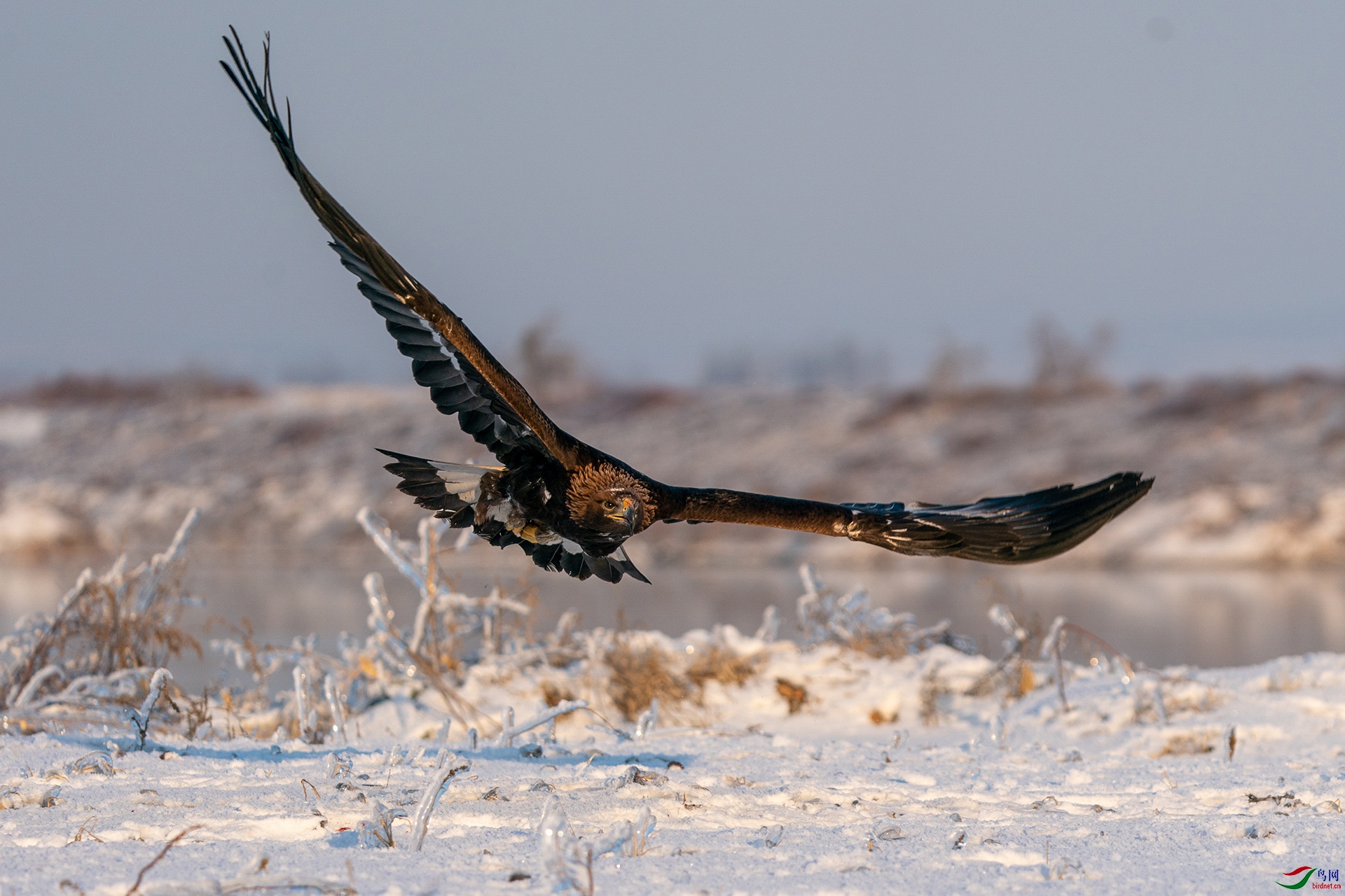 �ͺţ�Alpha 9 II����ͷSEL200-600G����Ȧ��f6,3�����ţ�1600���й⣺200�����ࣺ273���عⲹ��0