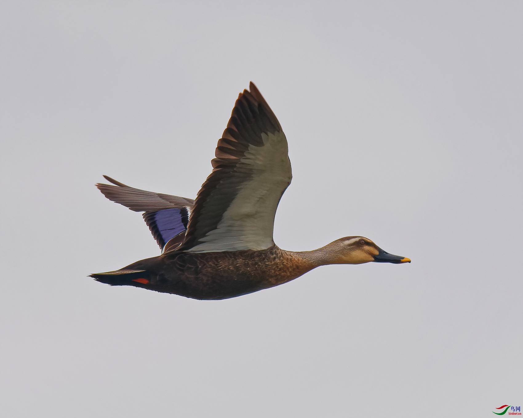 P1025483_DxO-d2.jpg