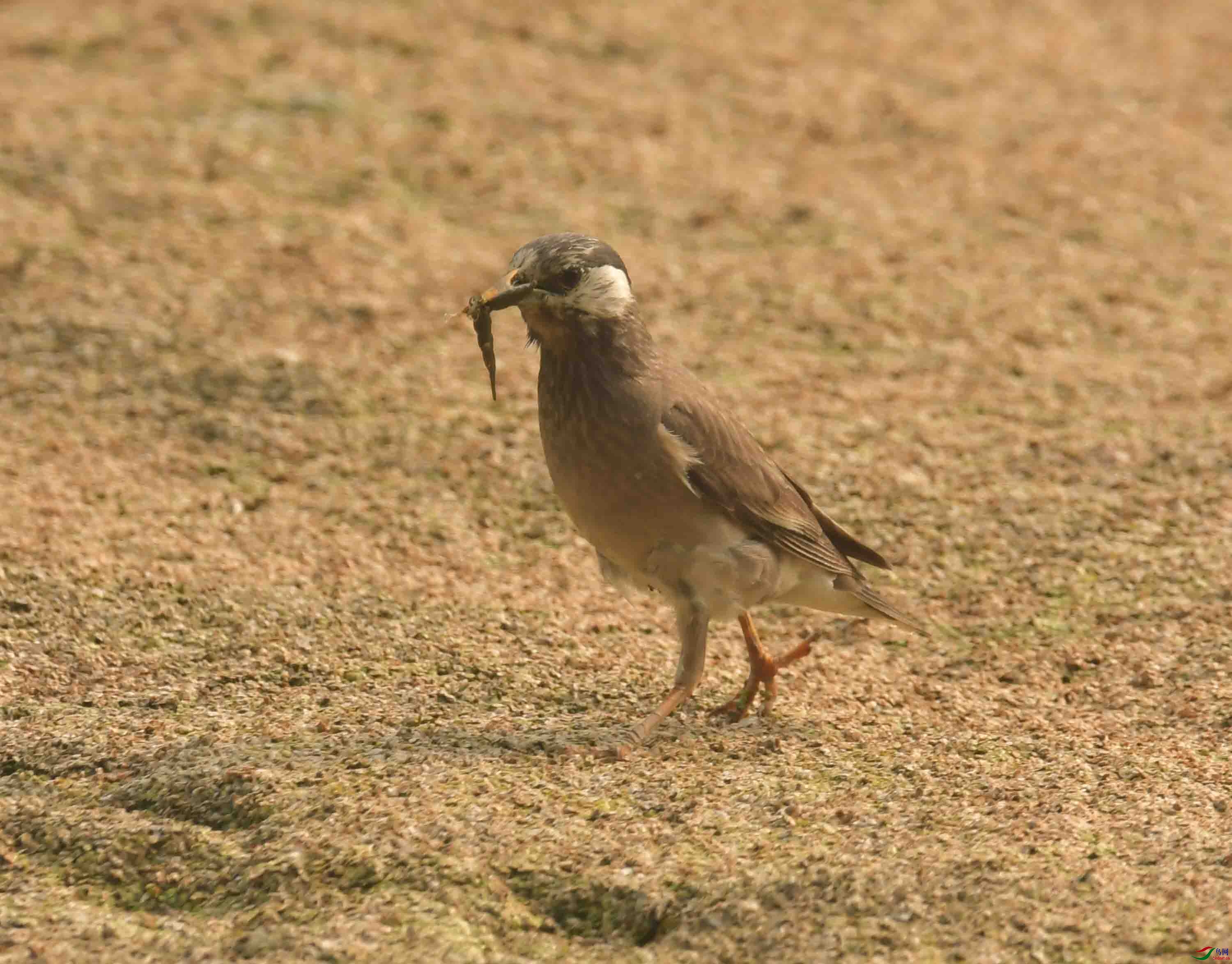 灰椋鸟幼鸟图片