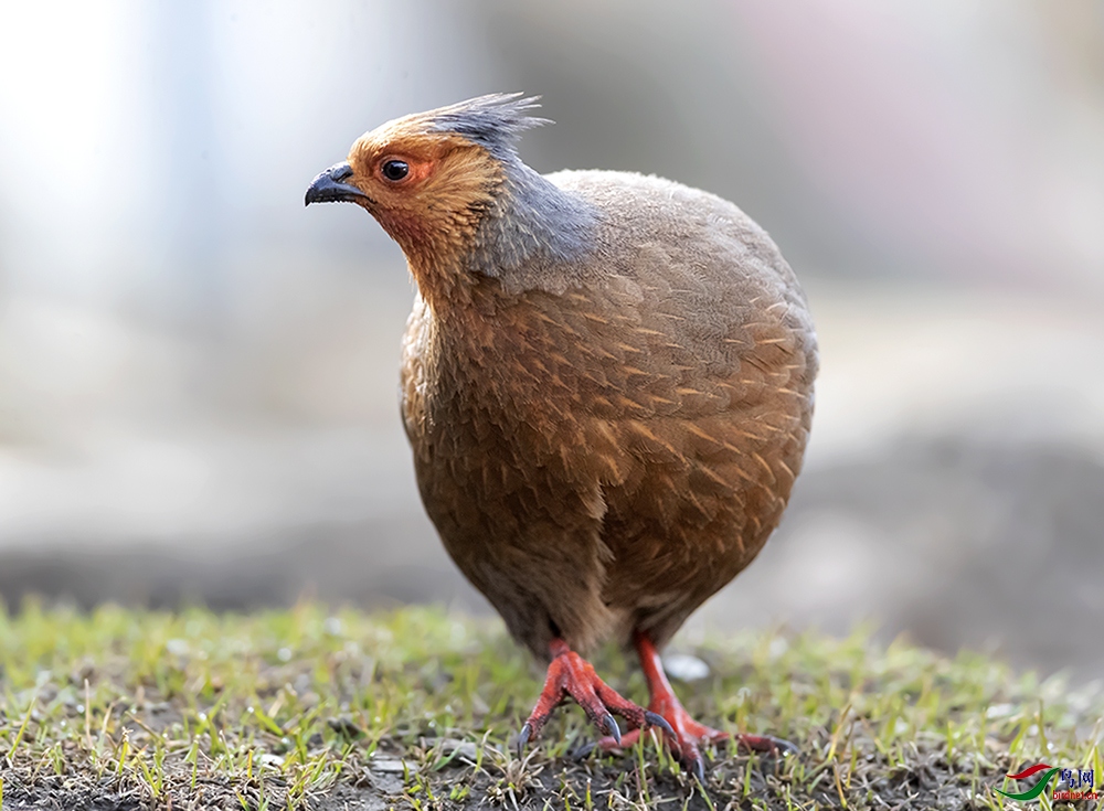 Ѫ�����ƣ�