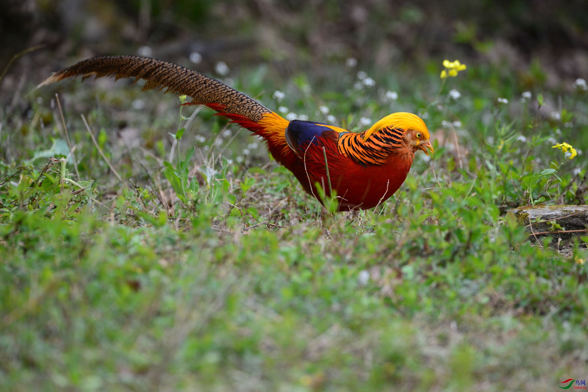 DSC_4517.JPG