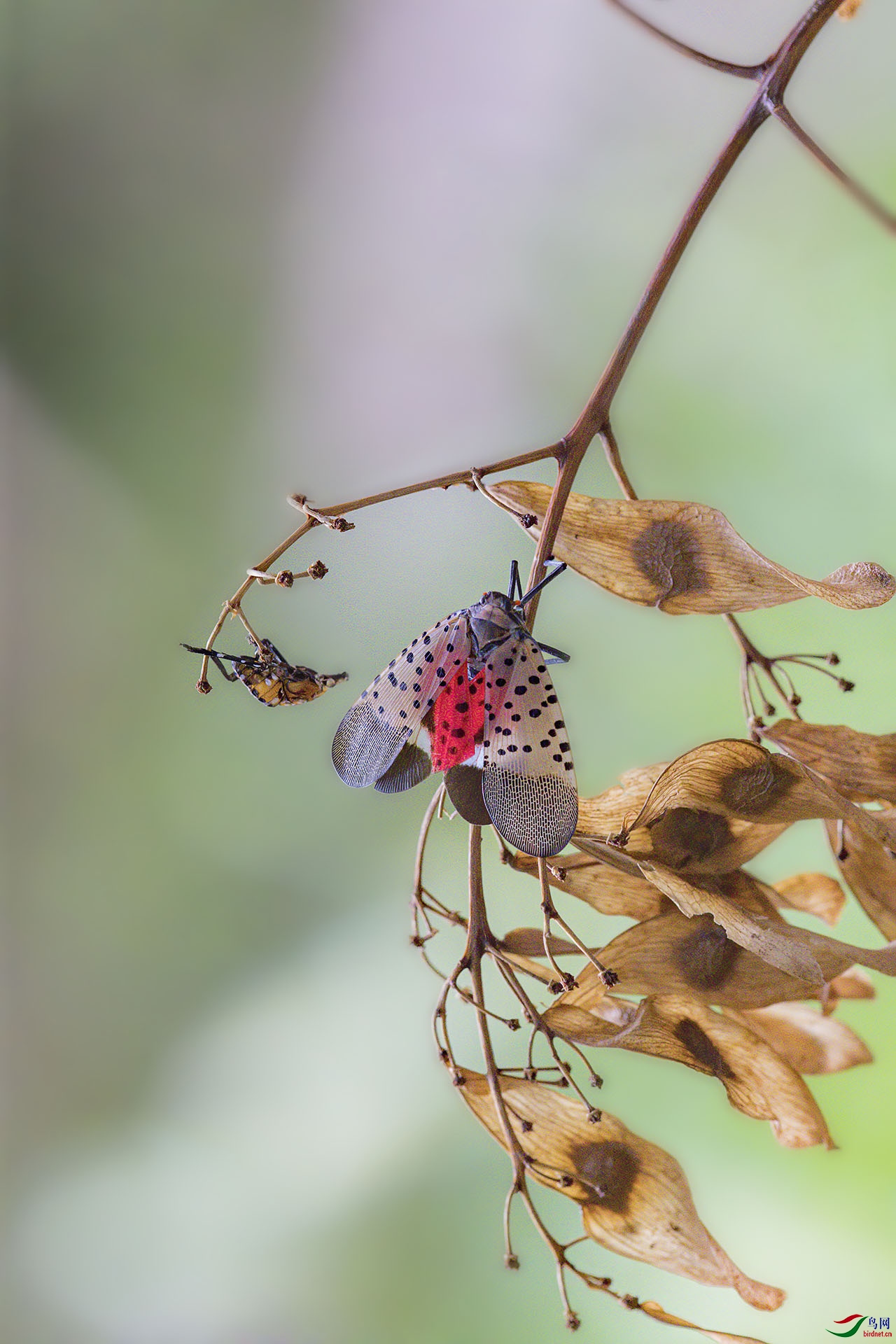 ��������