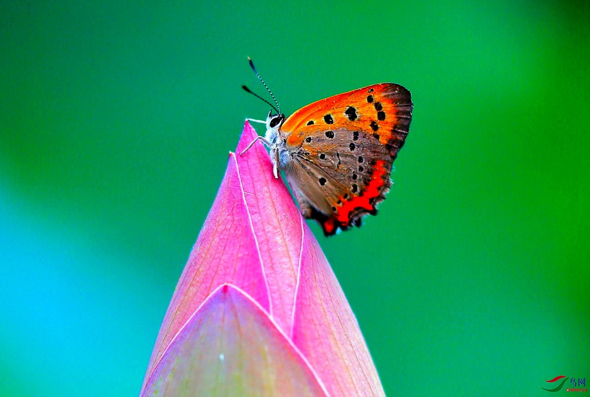 _MG_9784 - ����.JPG