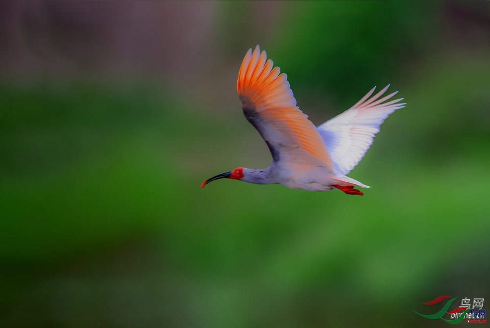 ��Ȼ  ��ʦ����.jpg