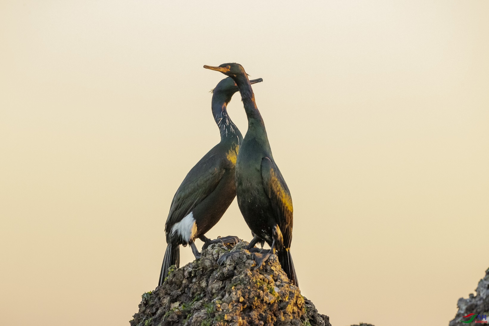 ��ͷ����