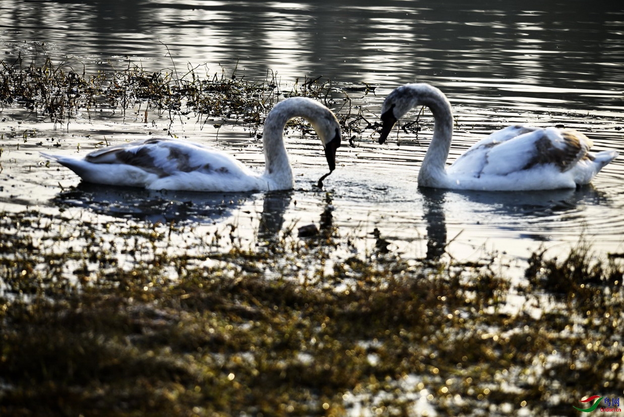 根据摄影作品编撰:天鹅与癞蛤蟆的较量