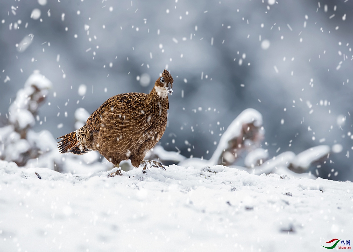 ��β�������ƣ�