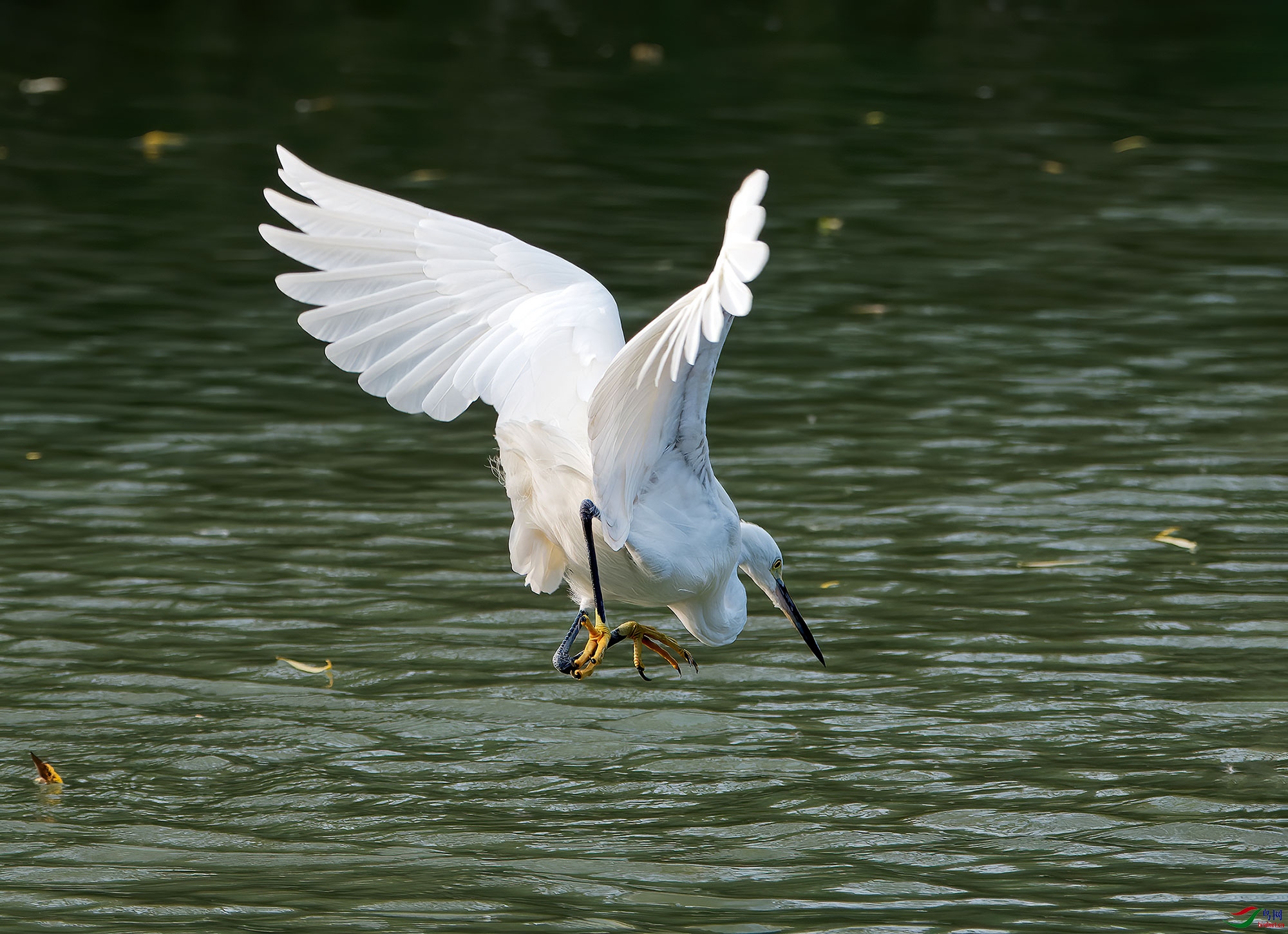 DSC_0244.jpg
