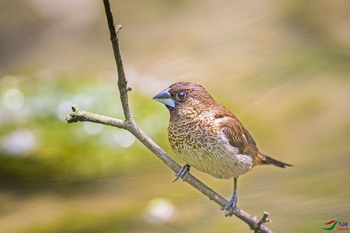 _MG_4836.jpg