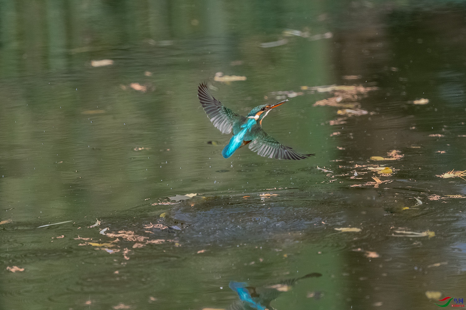 DSC_0791-2.jpg