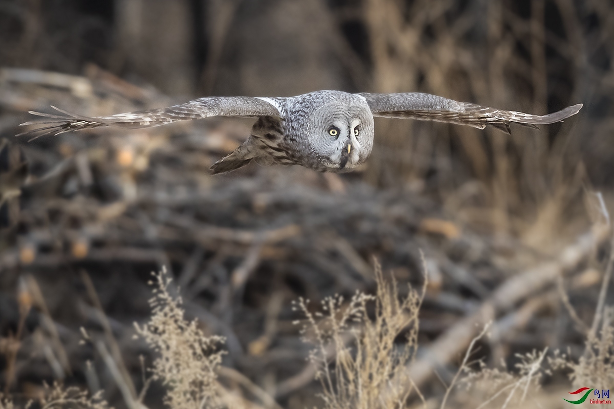 _DSC2121乌林�