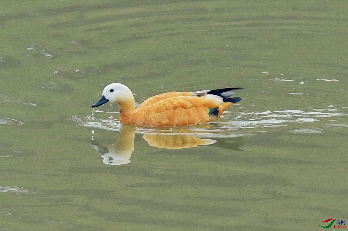 DSC_9339.JPG