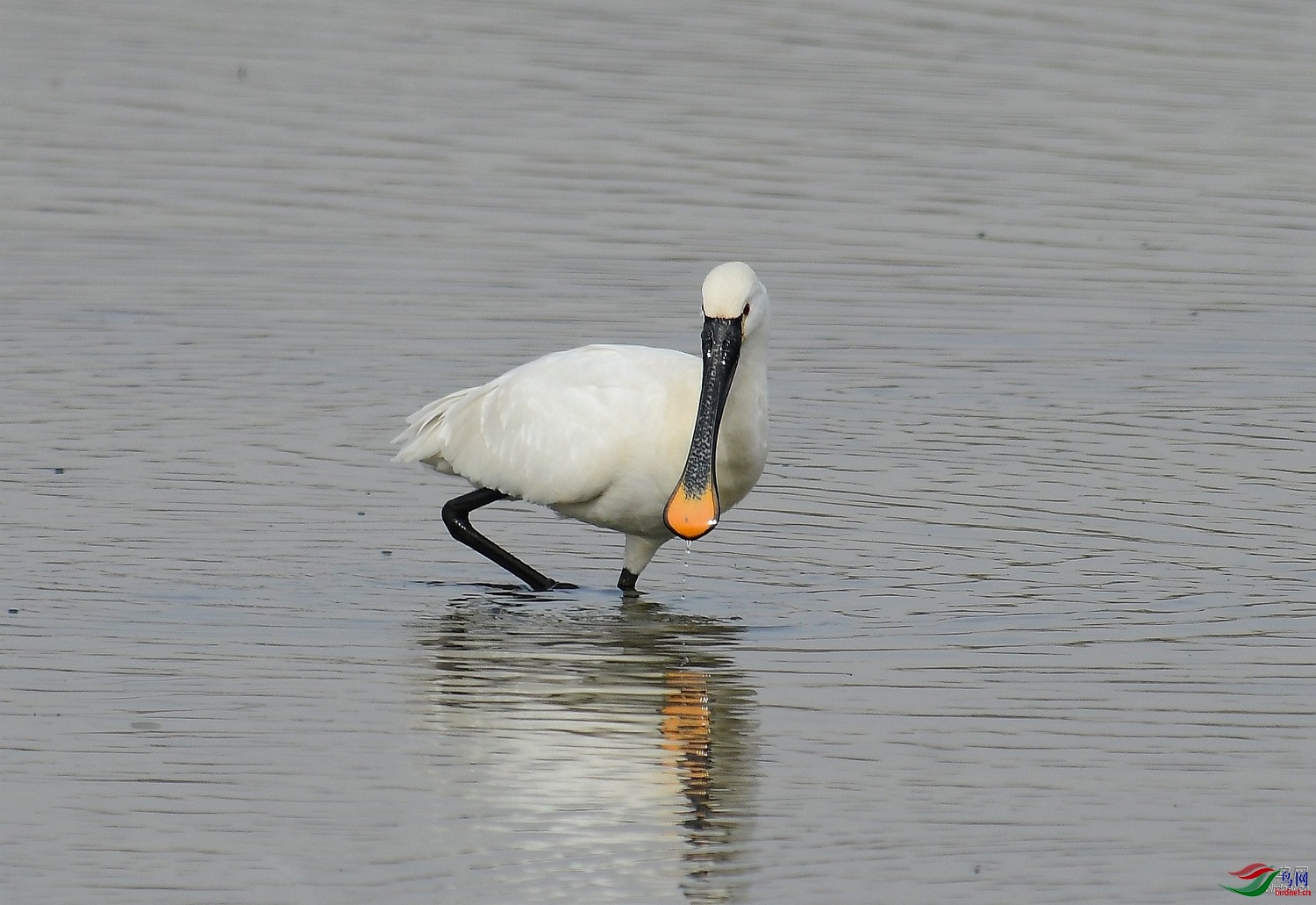 �ϵ� ��ʦ�����ڱ����в�ƽ��500.jpg