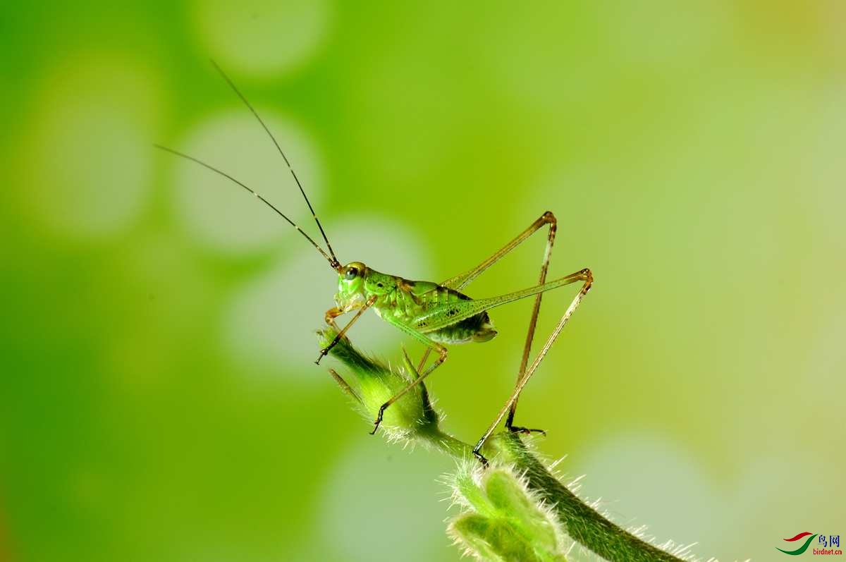 螽斯贺获首页精华