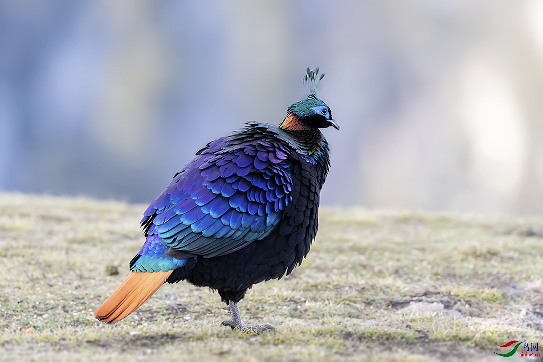 ��β�������ۣ�