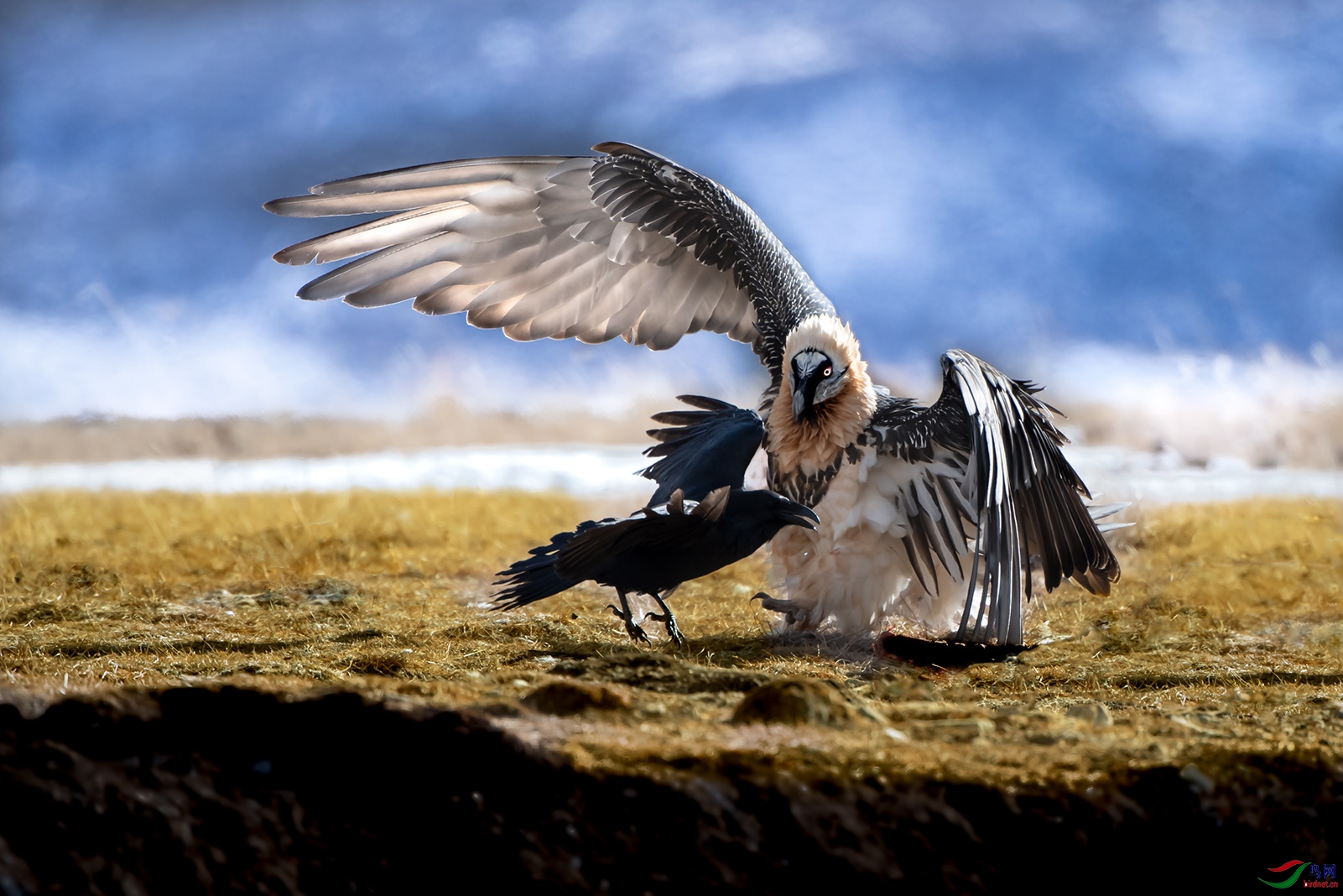 髭兀鹰恭贺老师作品荣获每日佳作