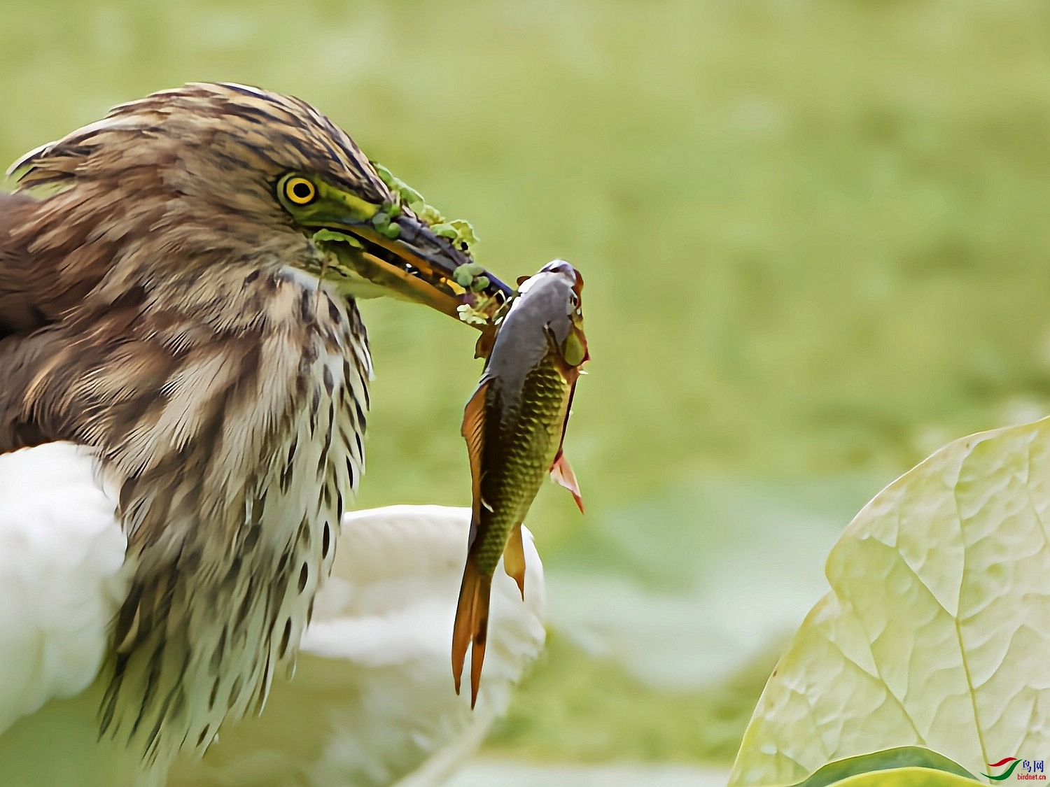 202072.�����ջ���Ҫչʾ