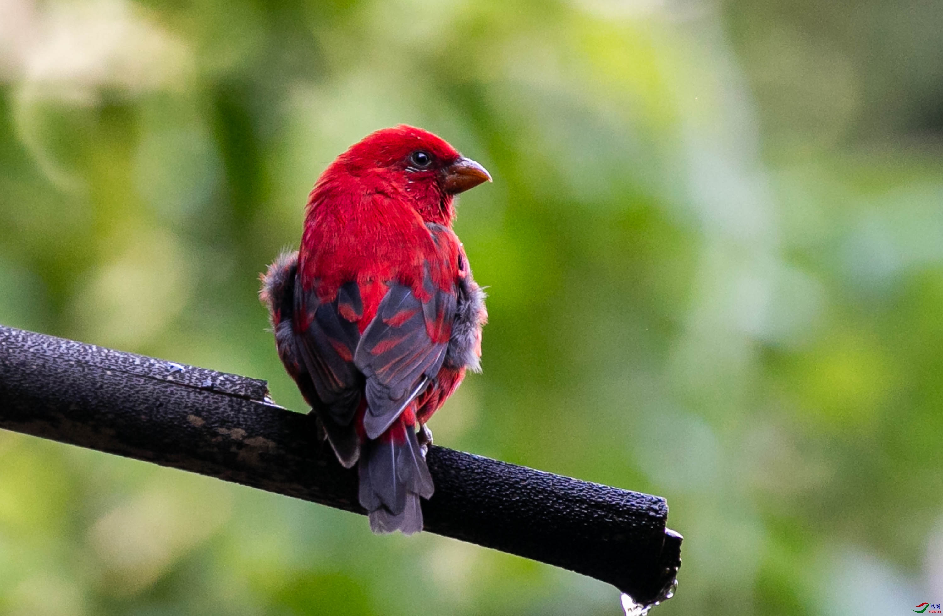 高黎贡山的血雀