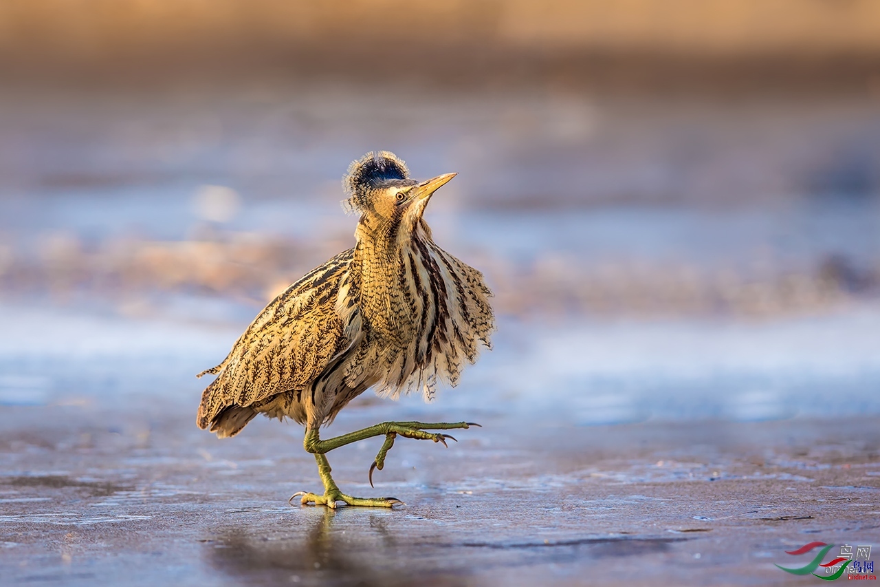 ���Ĳ� ��ʦ�����ڱ����г�����.jpg