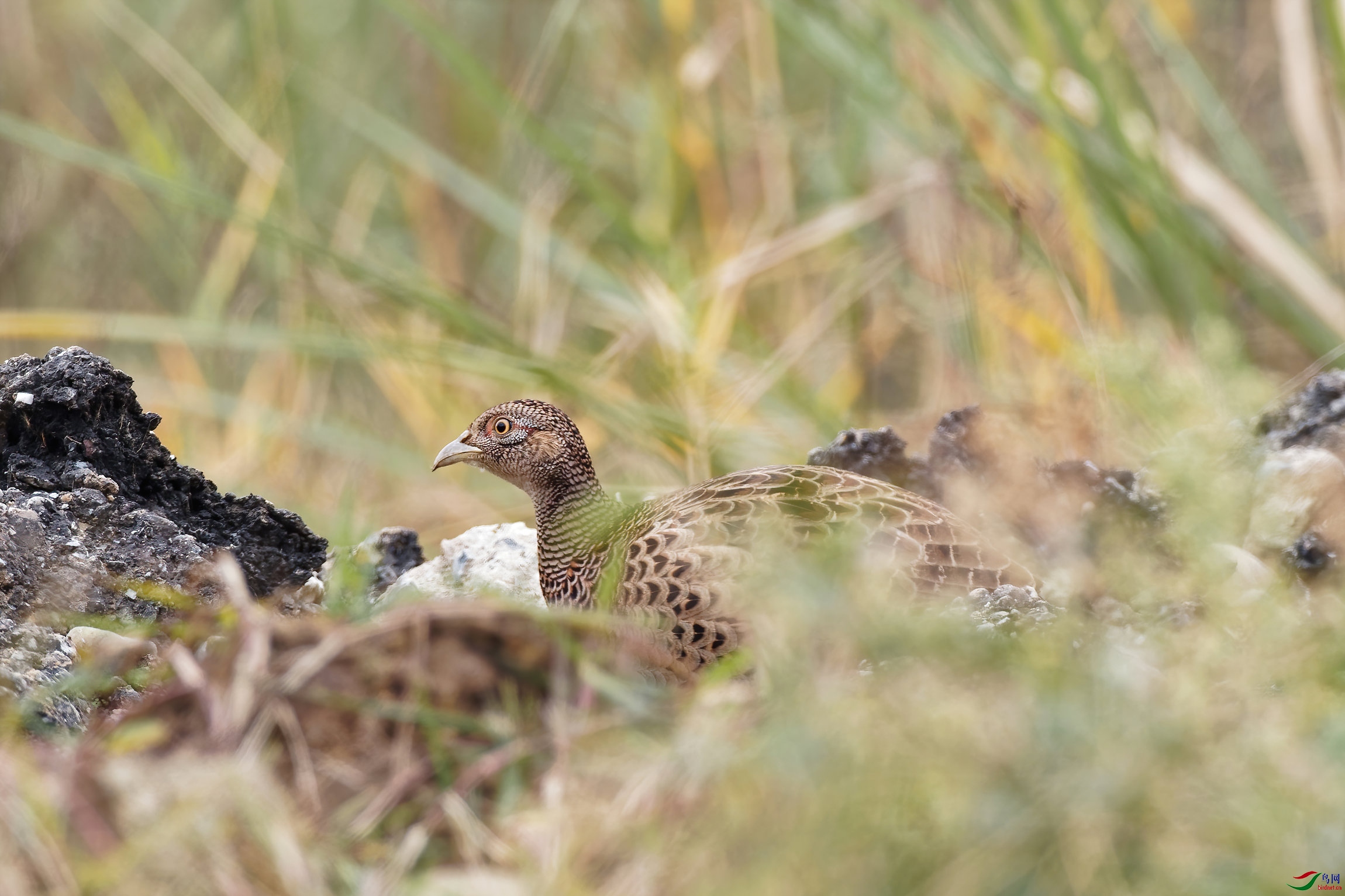 PC180024_DxO-d2.jpg