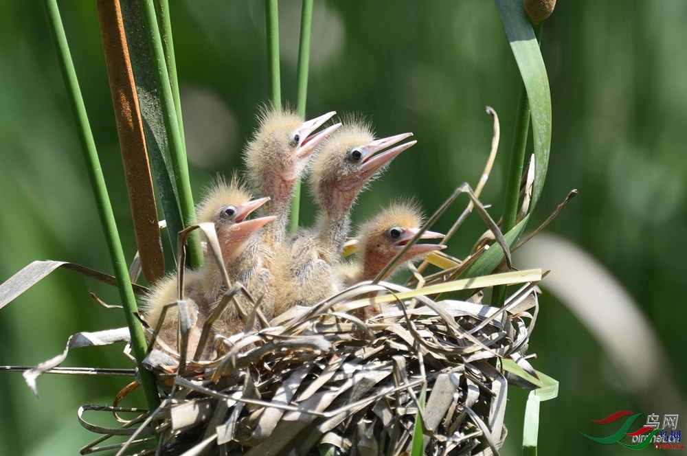 �������� ��ʦ������ɽ��ʡ��̨��Ĳƽ��.jpg