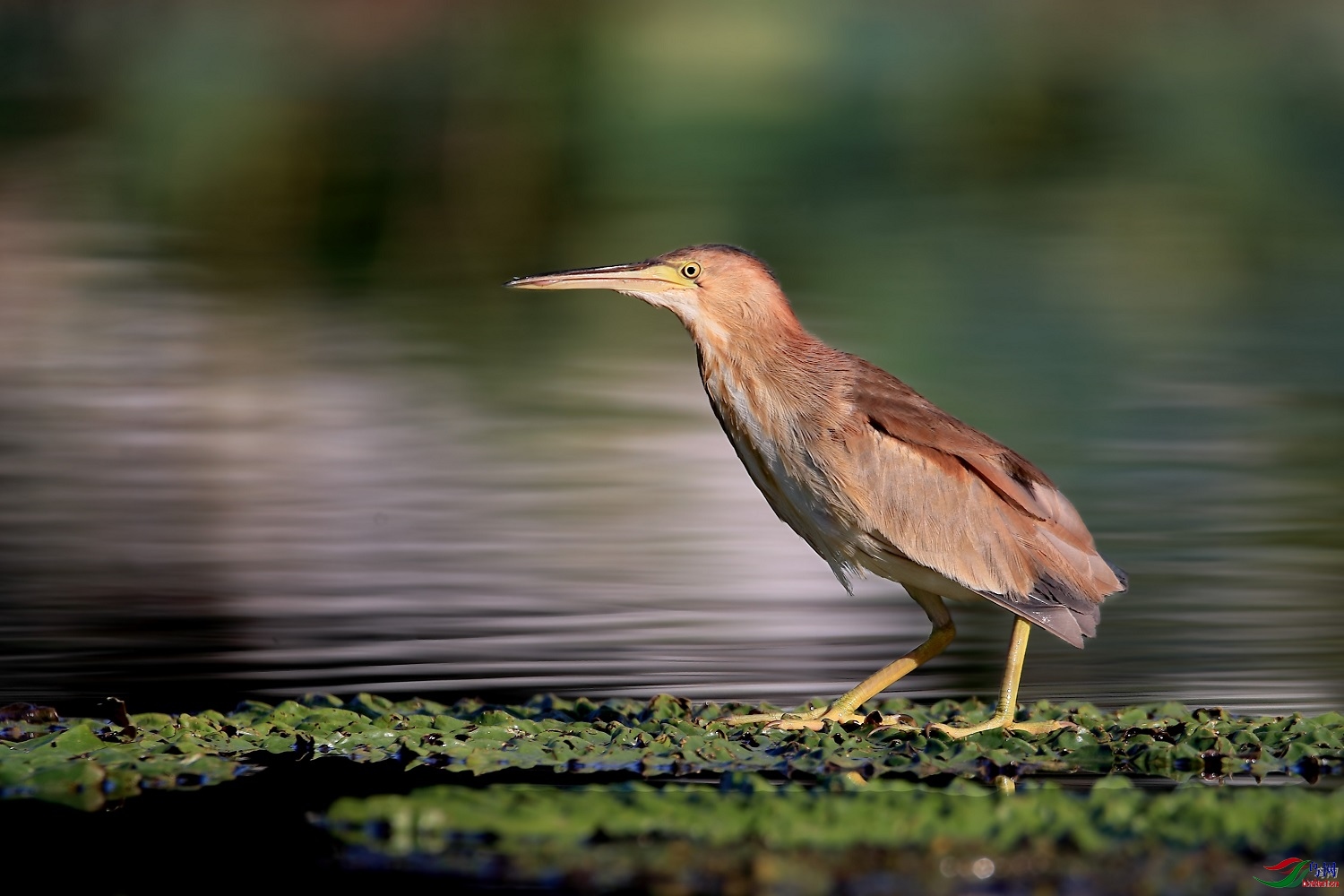 ������ ��ʦ����500.jpg