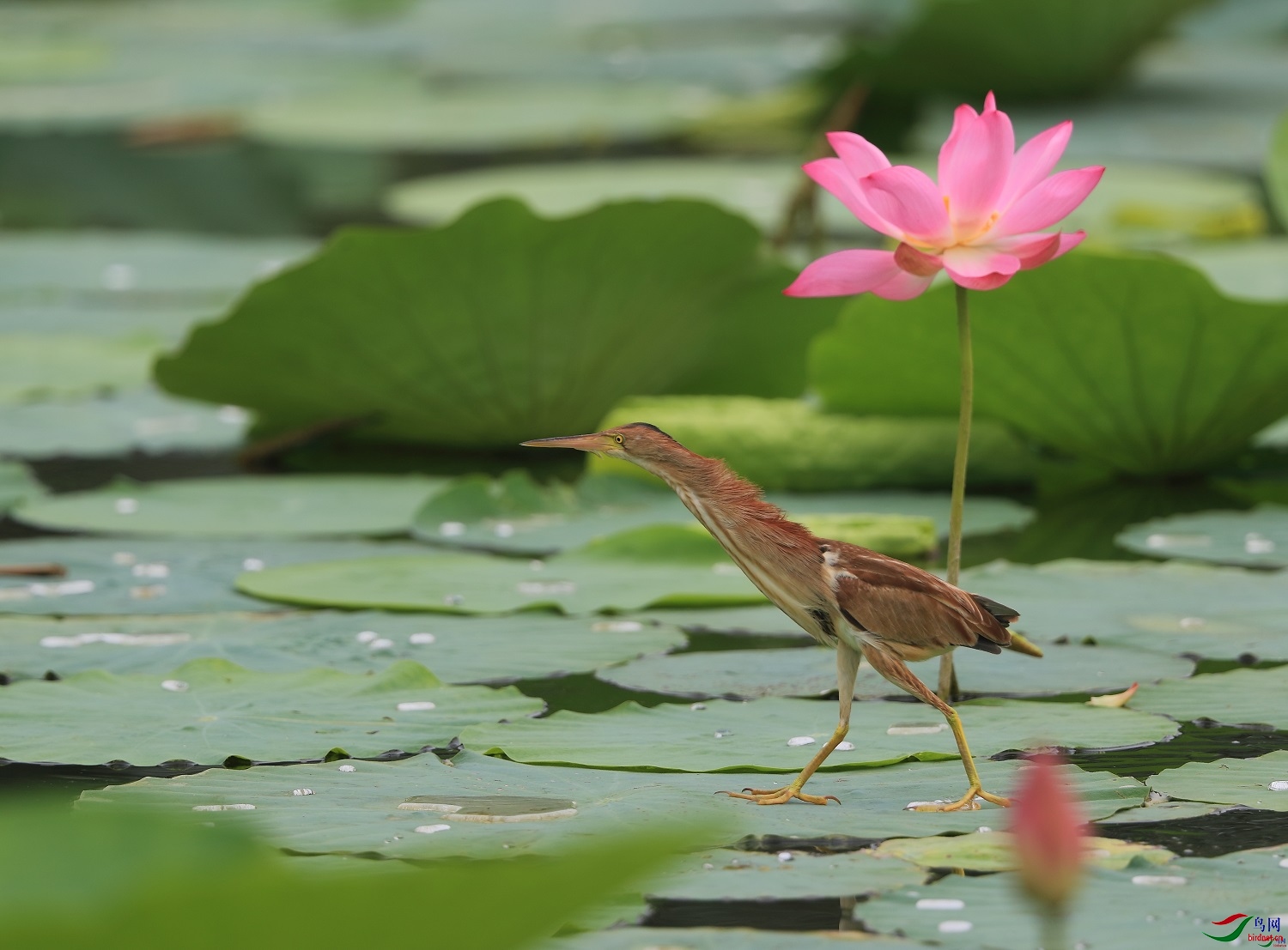 �ǲ� ��ʦ�����ںӱ�ʡʯ��ׯ��������500.jpg