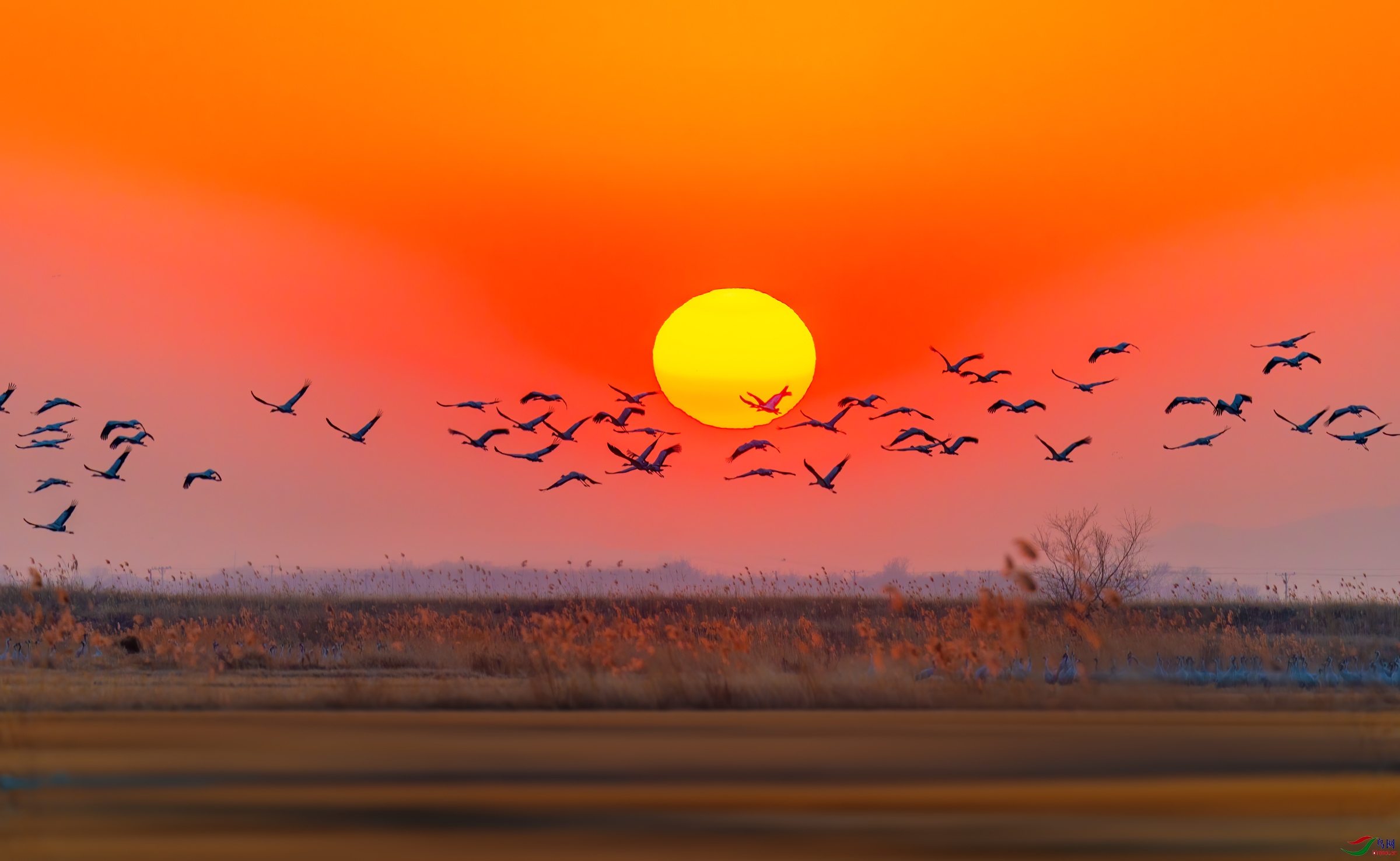 黄昏群飞鹤贺获鸟类精华