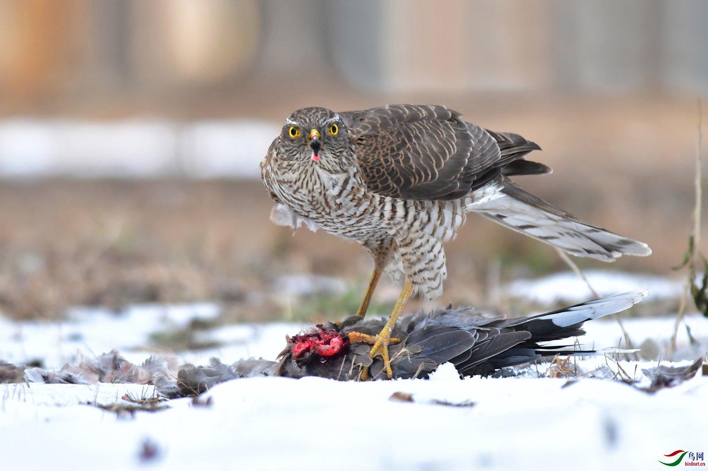 DSC_0210 ��������.jpg