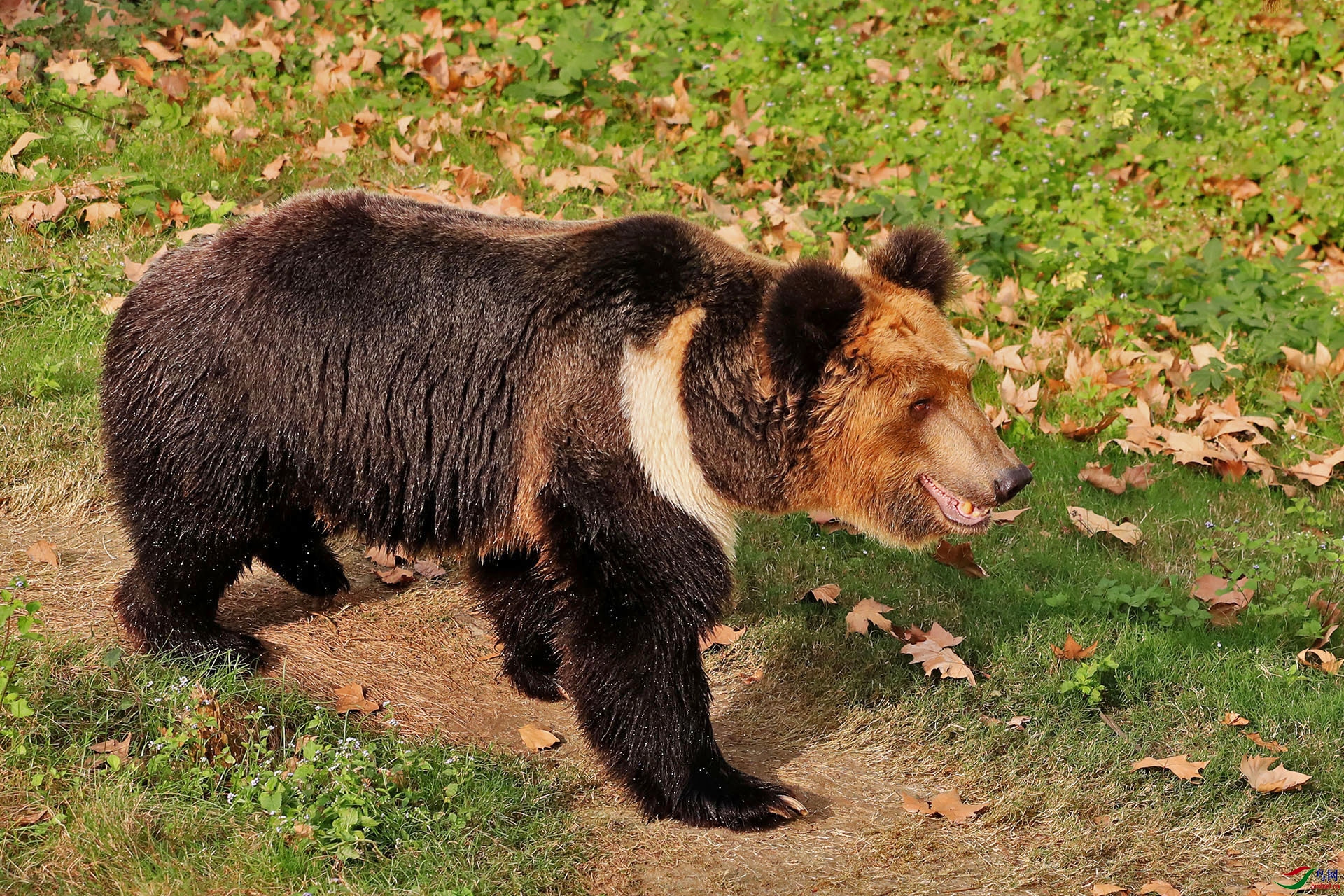 亚平宁棕熊图片