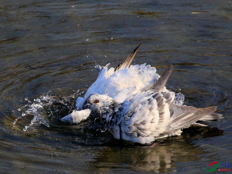 原鸽戏水